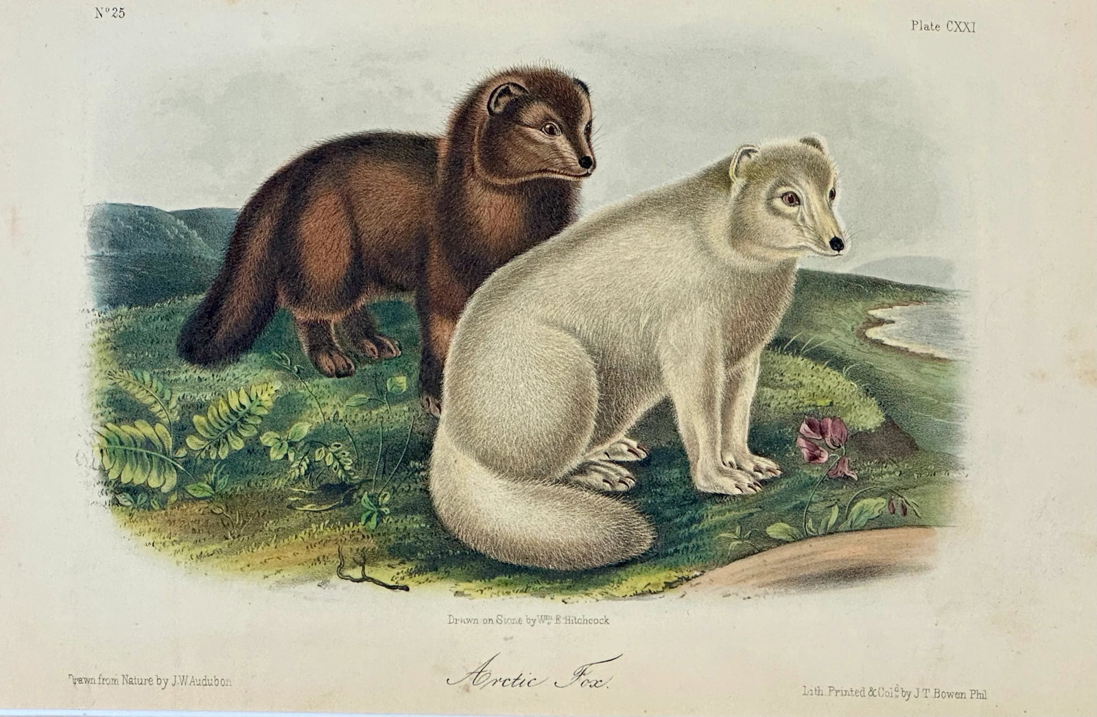 Artic Fox Original by John James Audubon, 1842: Original 19th century John James Audubon hand colored lithograph from Audubon's "Quadrupeds of North America", printed and colored by J.T. Bowen and published in Philadelphia, 1842. In very good