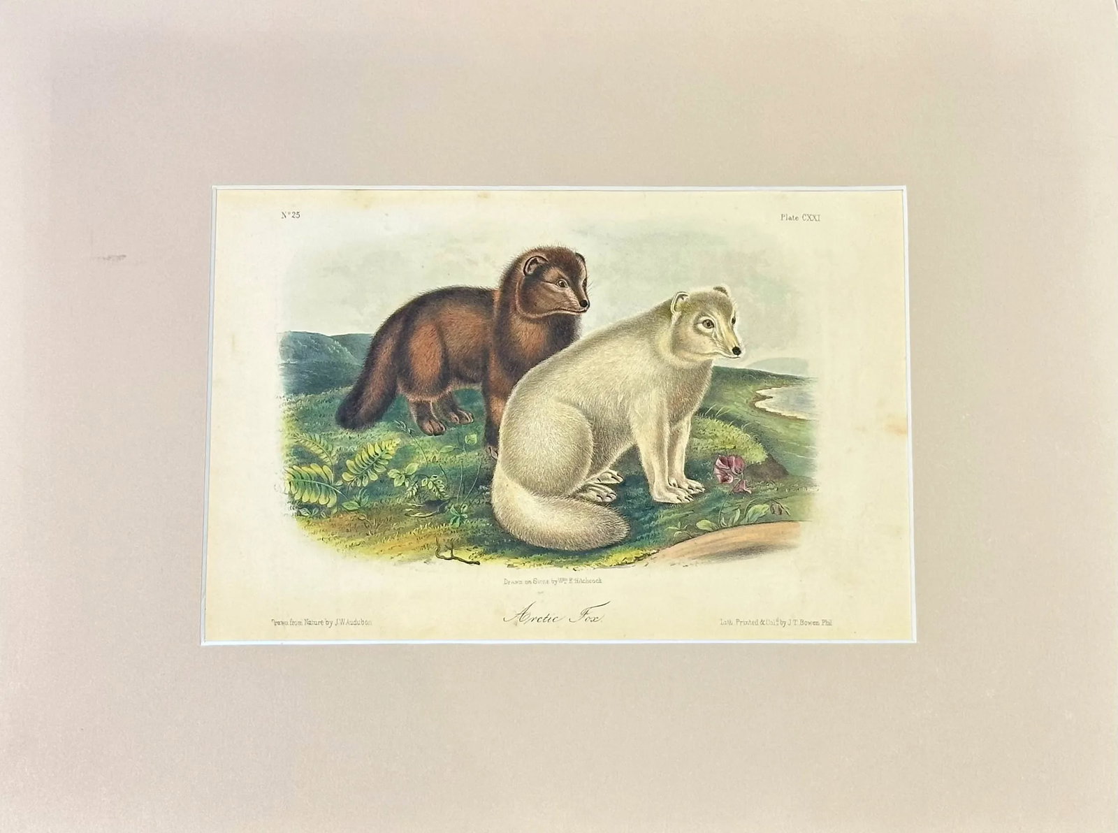 Artic Fox Original by John James Audubon, 1842 - 2