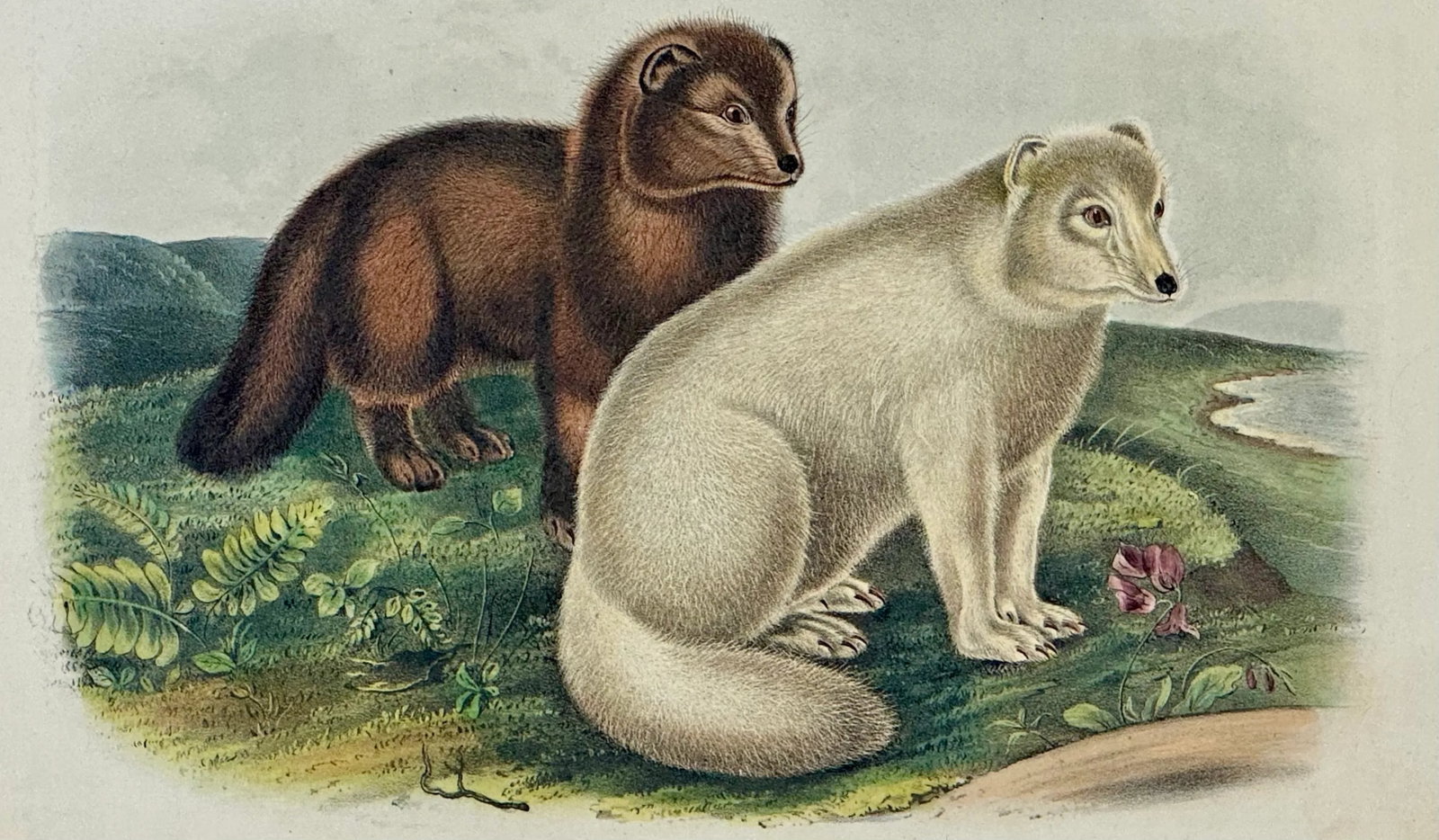 Artic Fox Original by John James Audubon, 1842 - 3