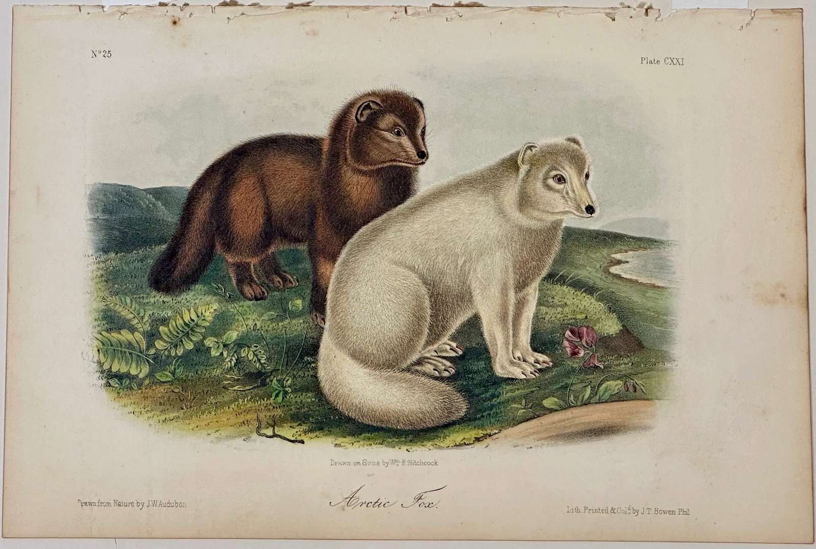 Artic Fox Original by John James Audubon, 1842 - 4