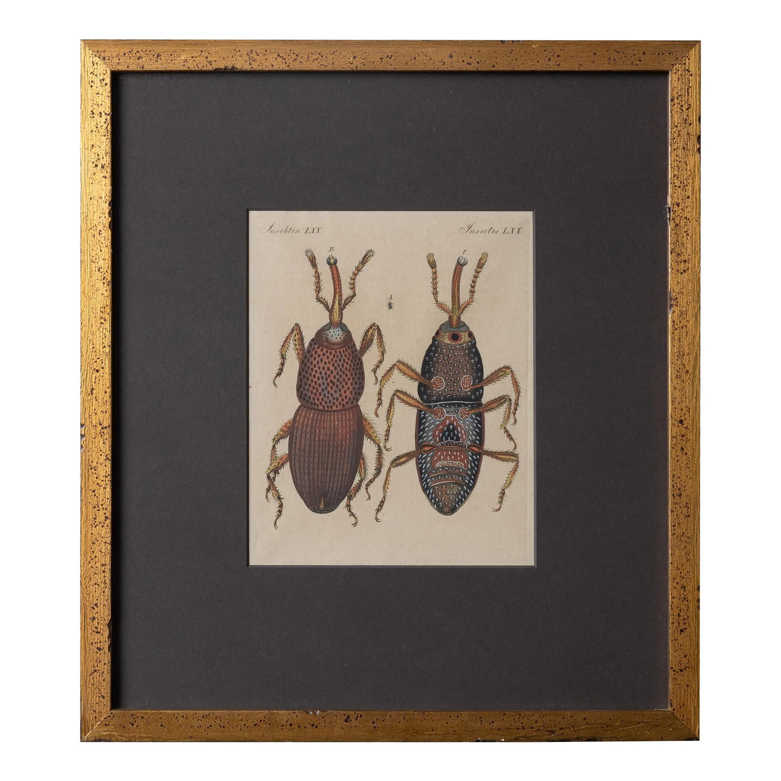 Bertuch Insects Wheat Weevil C. 1790s: Friedrich Justin Bertuch (Germany 1747-1822) Original handcolored engraving of "The Wheat Weevil" from the volume Harmful Insects of Bilderbuch fur Kinder (Picture Book for Children) 1790-1830,