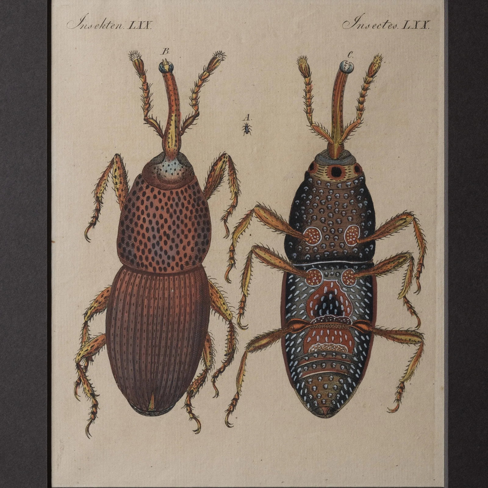 Bertuch Insects Wheat Weevil C. 1790s - 2