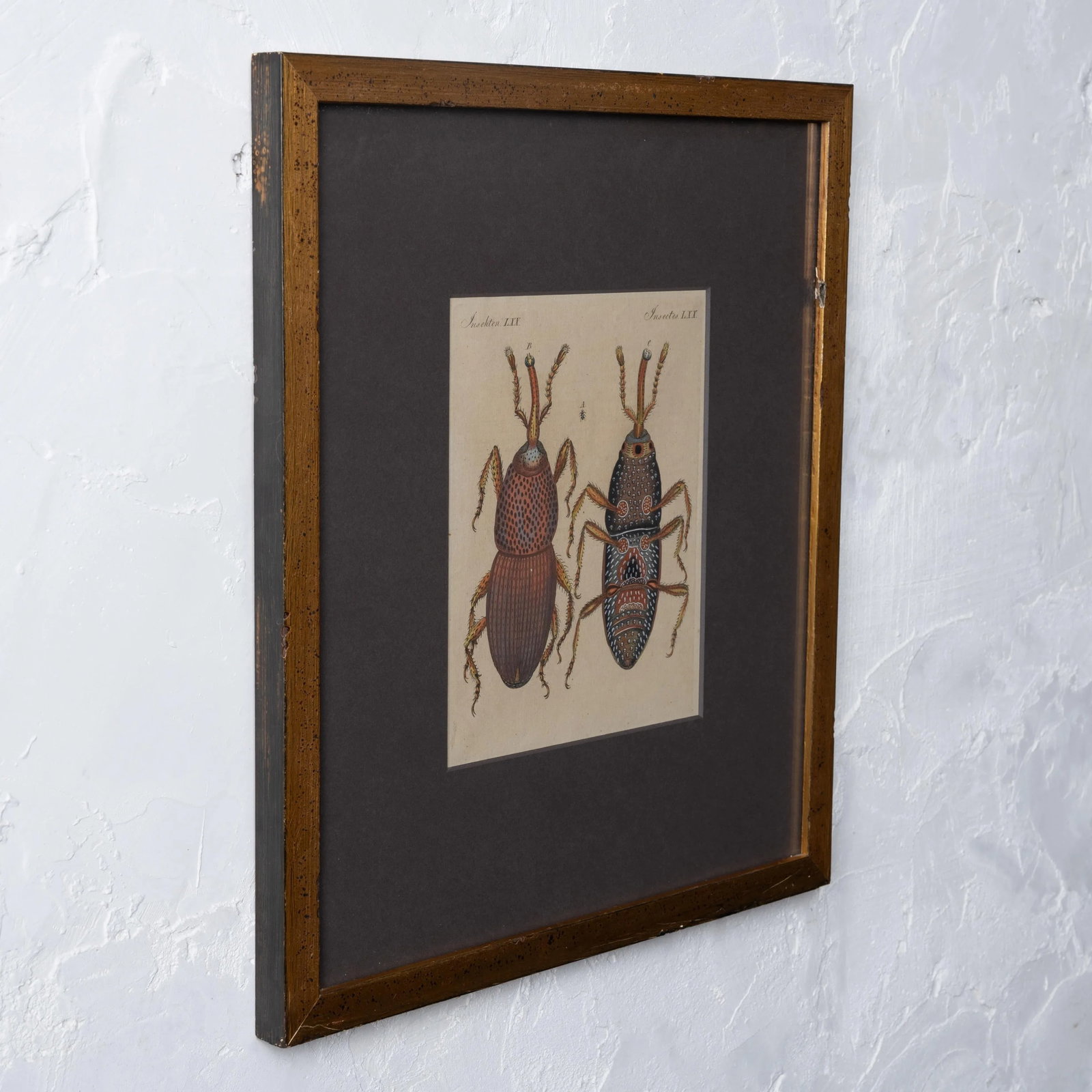 Bertuch Insects Wheat Weevil C. 1790s - 3