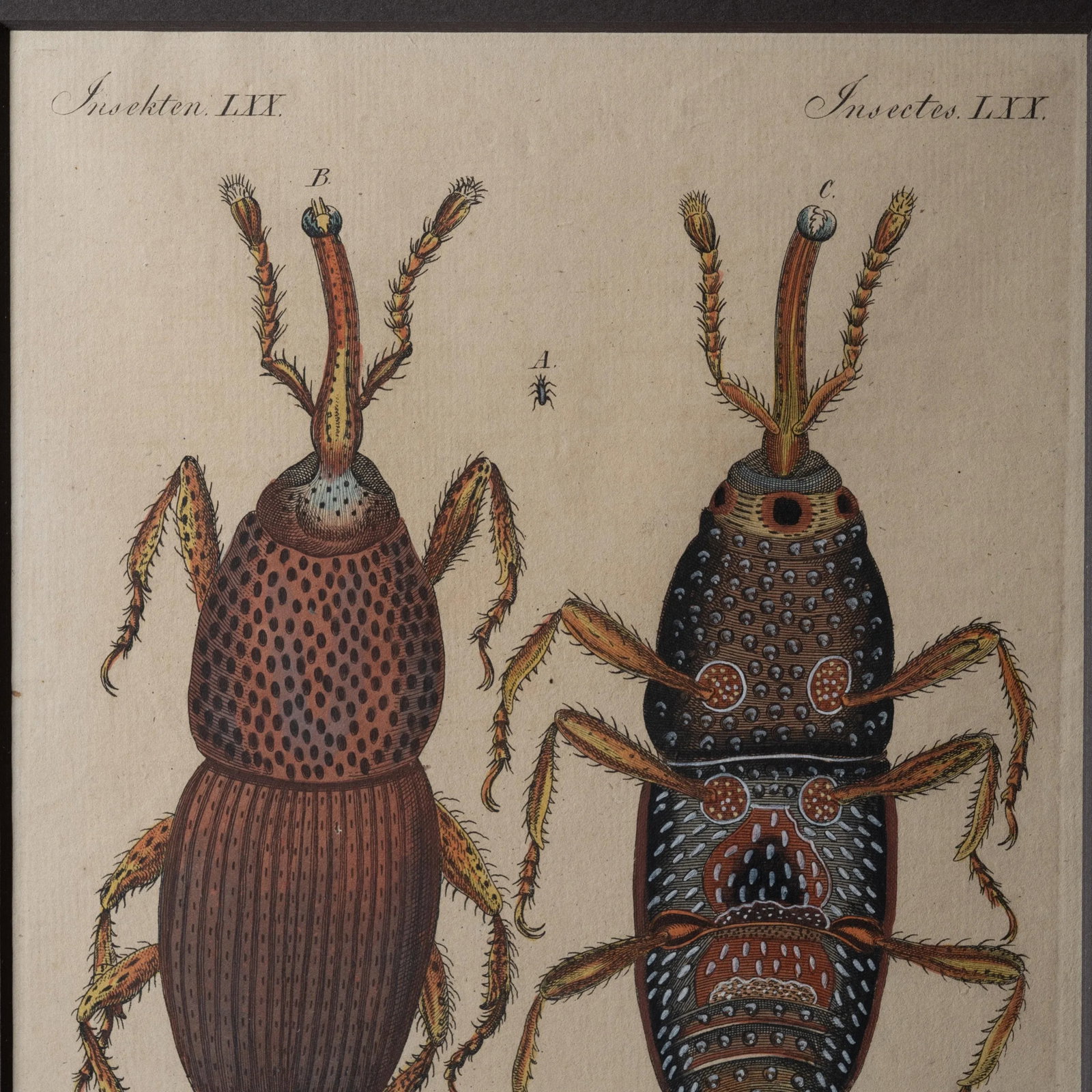 Bertuch Insects Wheat Weevil C. 1790s - 4