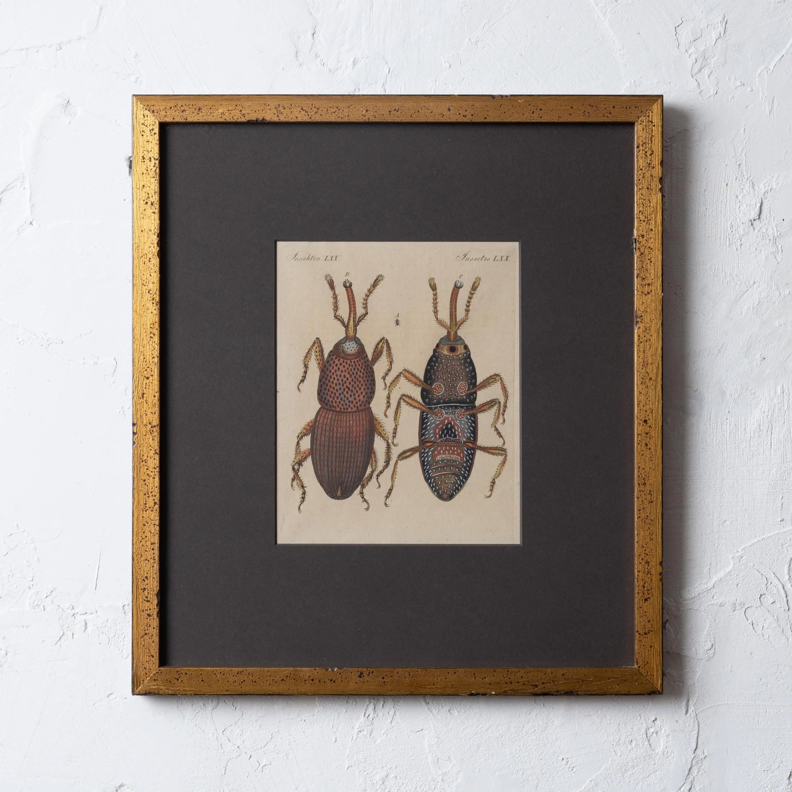 Bertuch Insects Wheat Weevil C. 1790s - 6