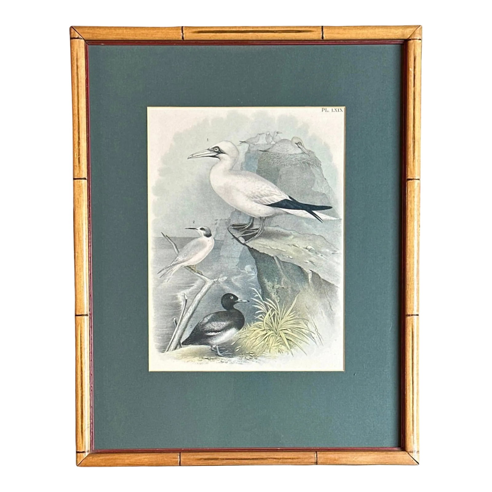 After Studer's Popular Ornithology: The Birds of North America Framed Color Lithograph Print Plate L (1 of 8)