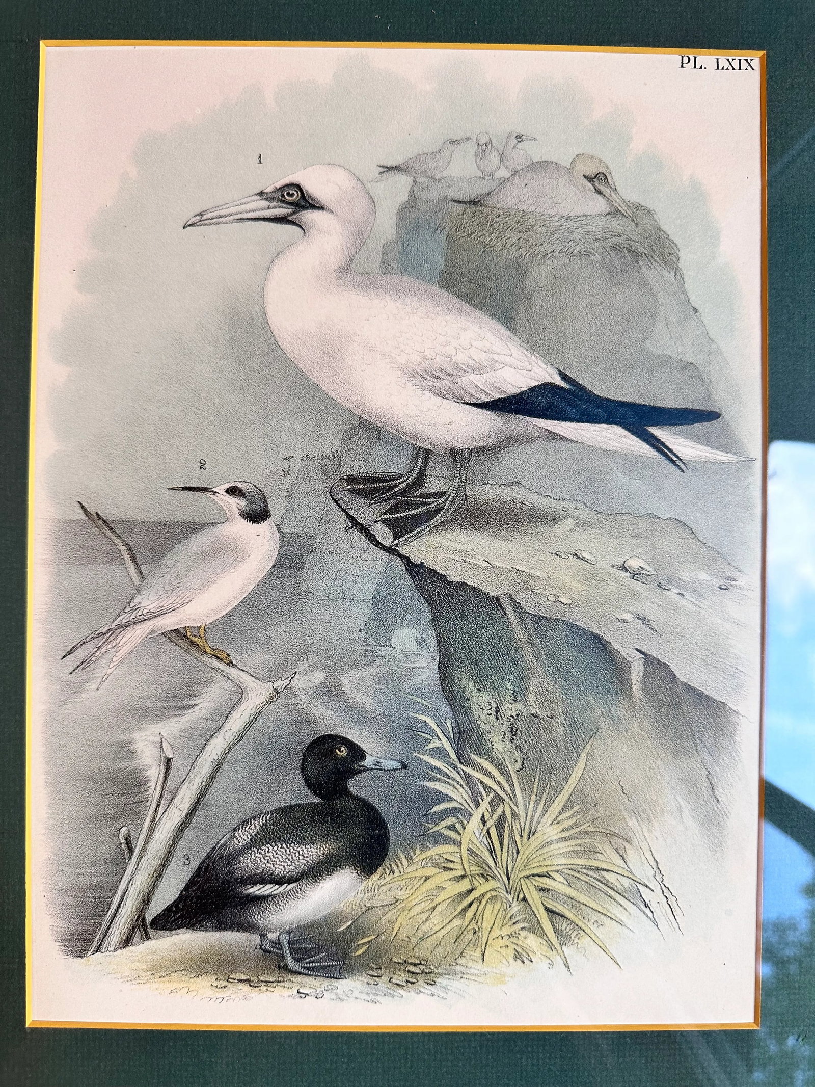 After Studer's Popular Ornithology: The Birds of North America Framed Color Lithograph Print Plate L - 2