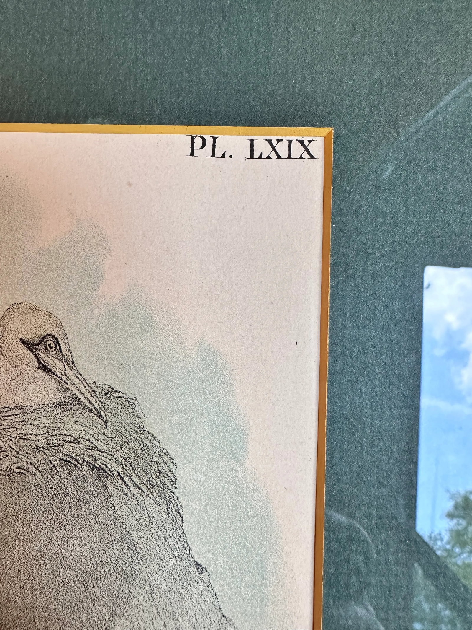 After Studer's Popular Ornithology: The Birds of North America Framed Color Lithograph Print Plate L - 3