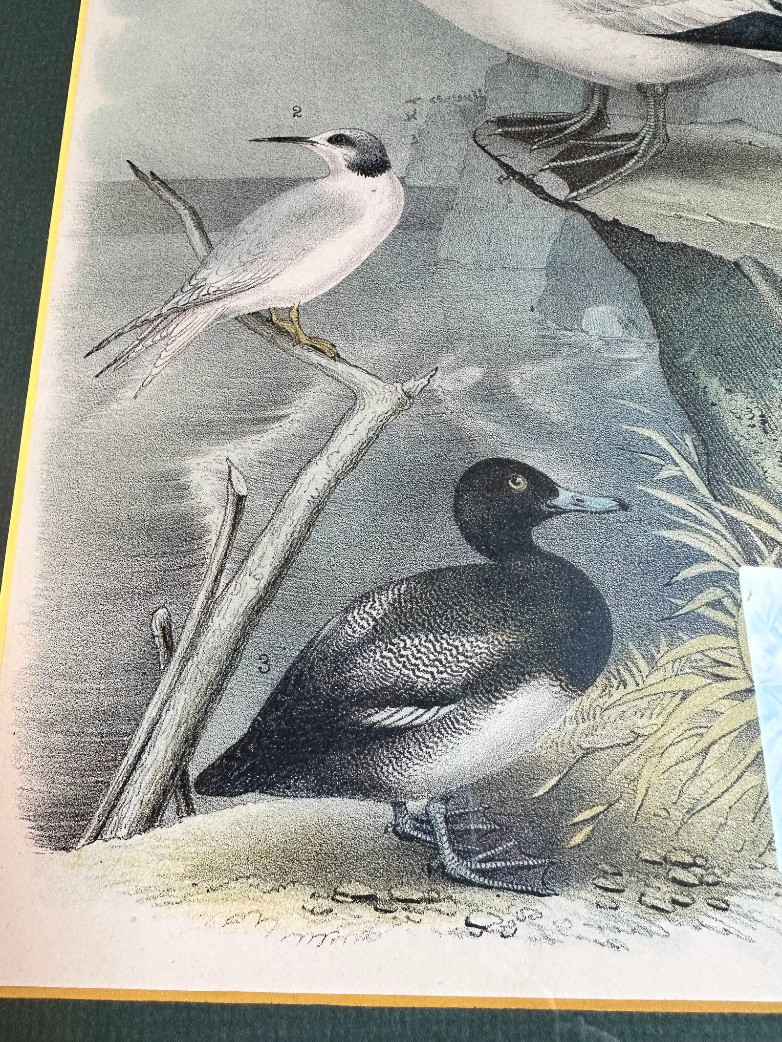 After Studer's Popular Ornithology: The Birds of North America Framed Color Lithograph Print Plate L - 4