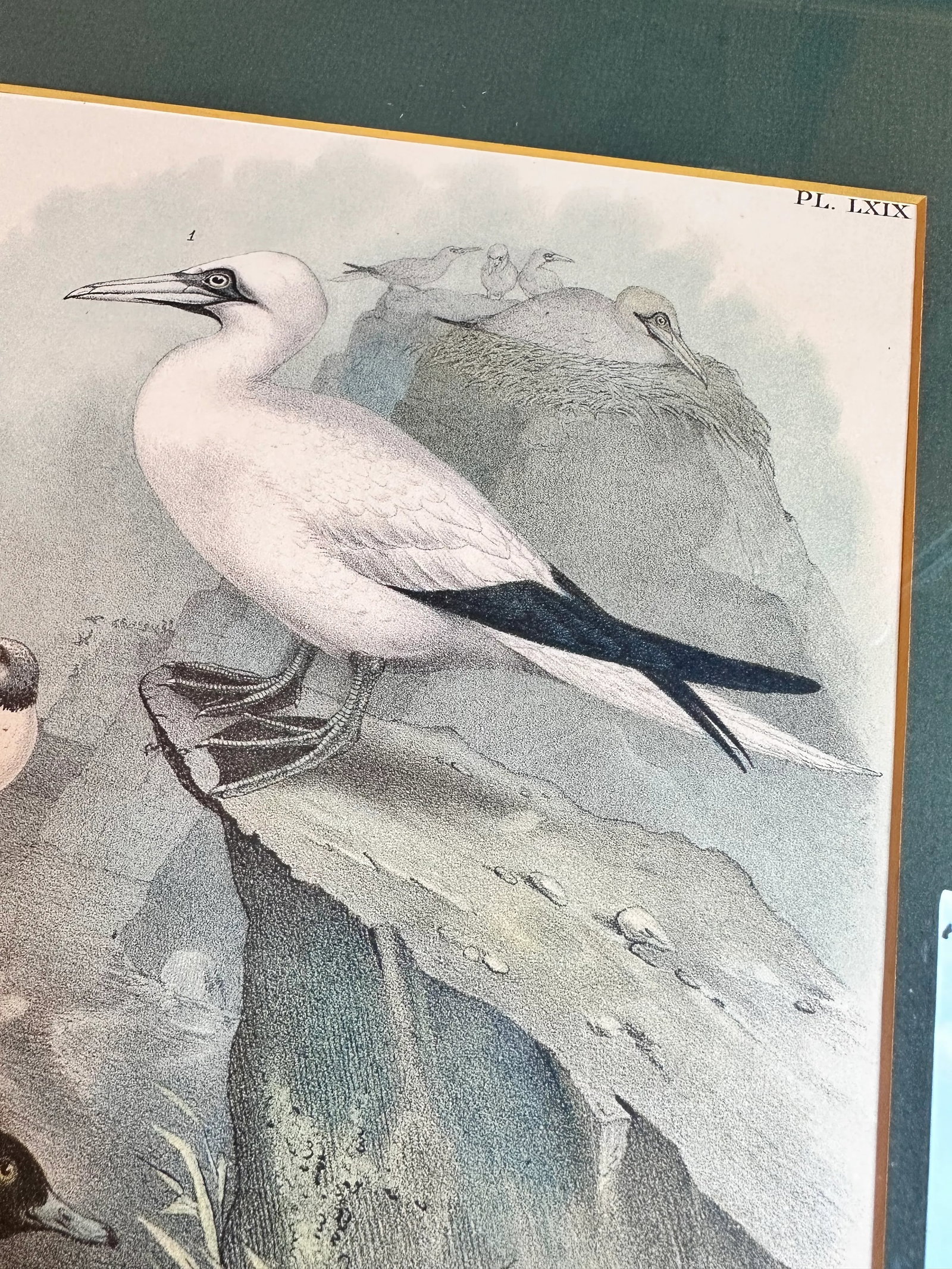 After Studer's Popular Ornithology: The Birds of North America Framed Color Lithograph Print Plate L - 5