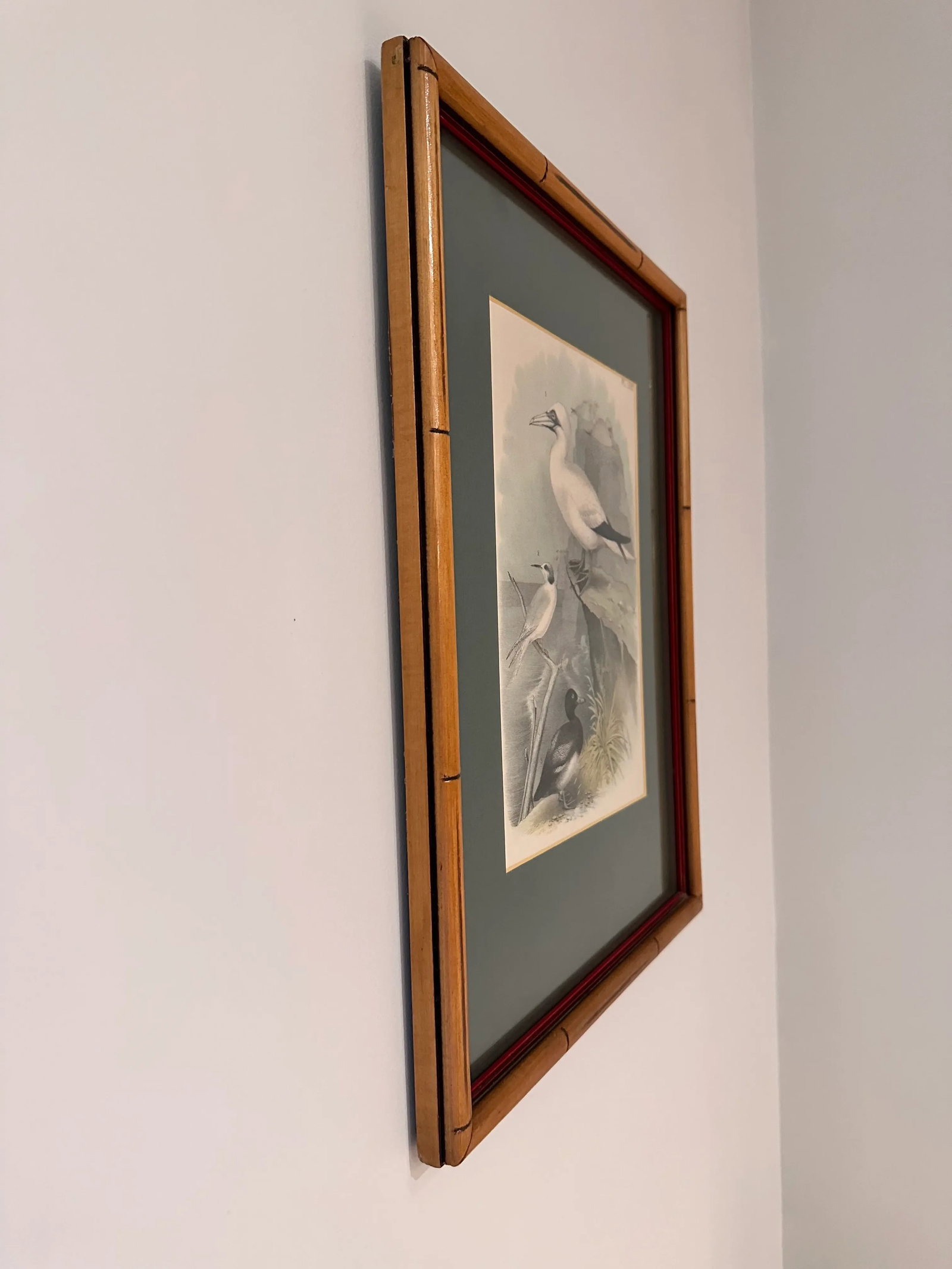 After Studer's Popular Ornithology: The Birds of North America Framed Color Lithograph Print Plate L - 6