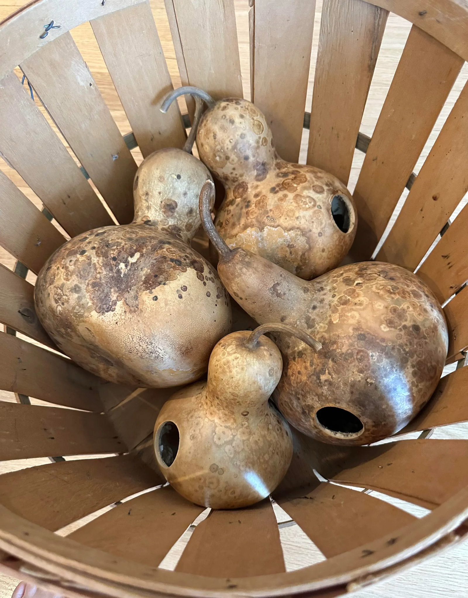 Vintage Aged Hollow Natural Gourds Decorative or Bird Houses - Set of 4 - 10