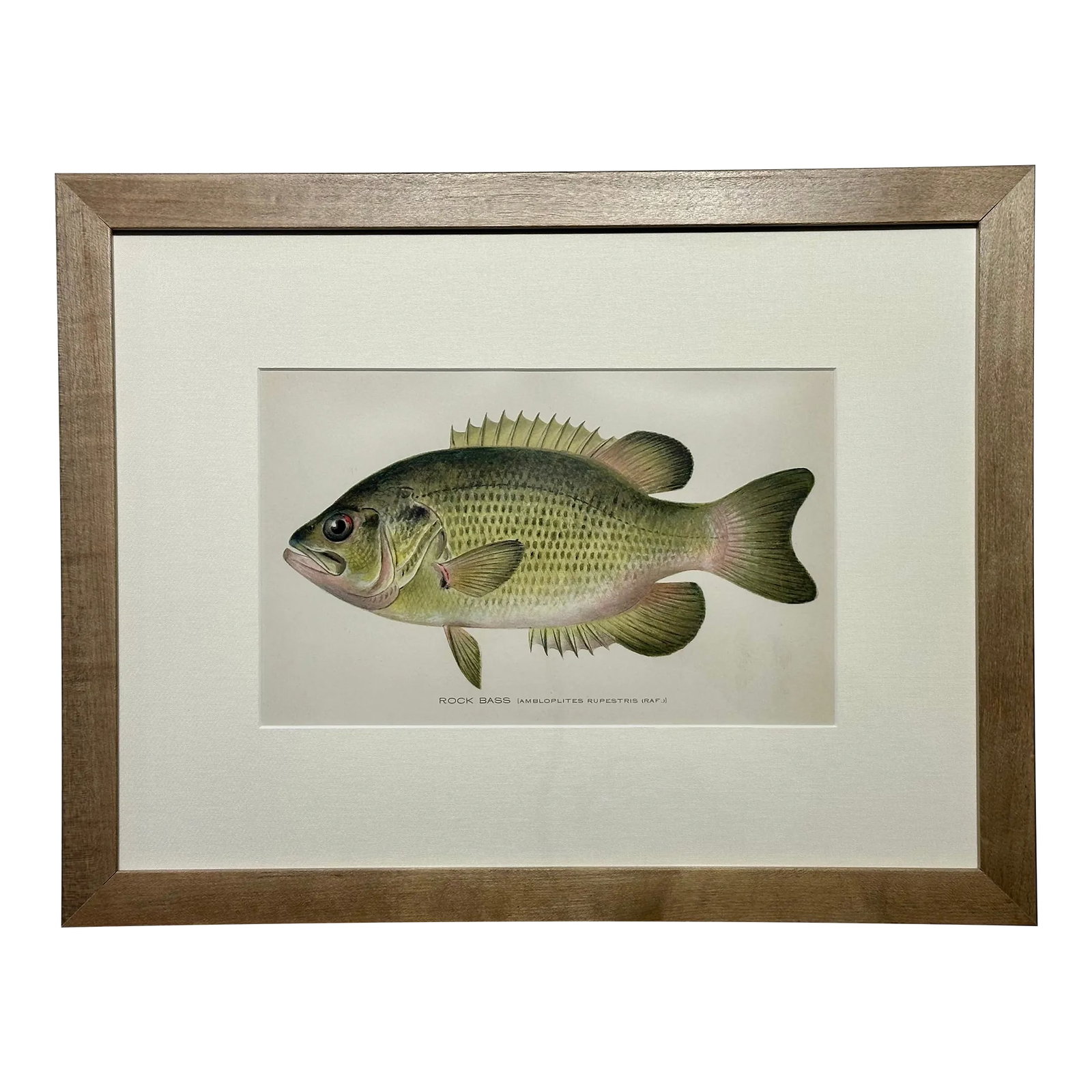 Rock Bass Fish, Original Framed Print by Denton, Circa 1903: Original chromolithograph of Rock Bass by Sherman Foote Denton for the New York Forest, Fish and Game Commission, 1903. Custom framed in a wood frame with UV-protectant glass. Dimensions: 13 3/4 x 17 