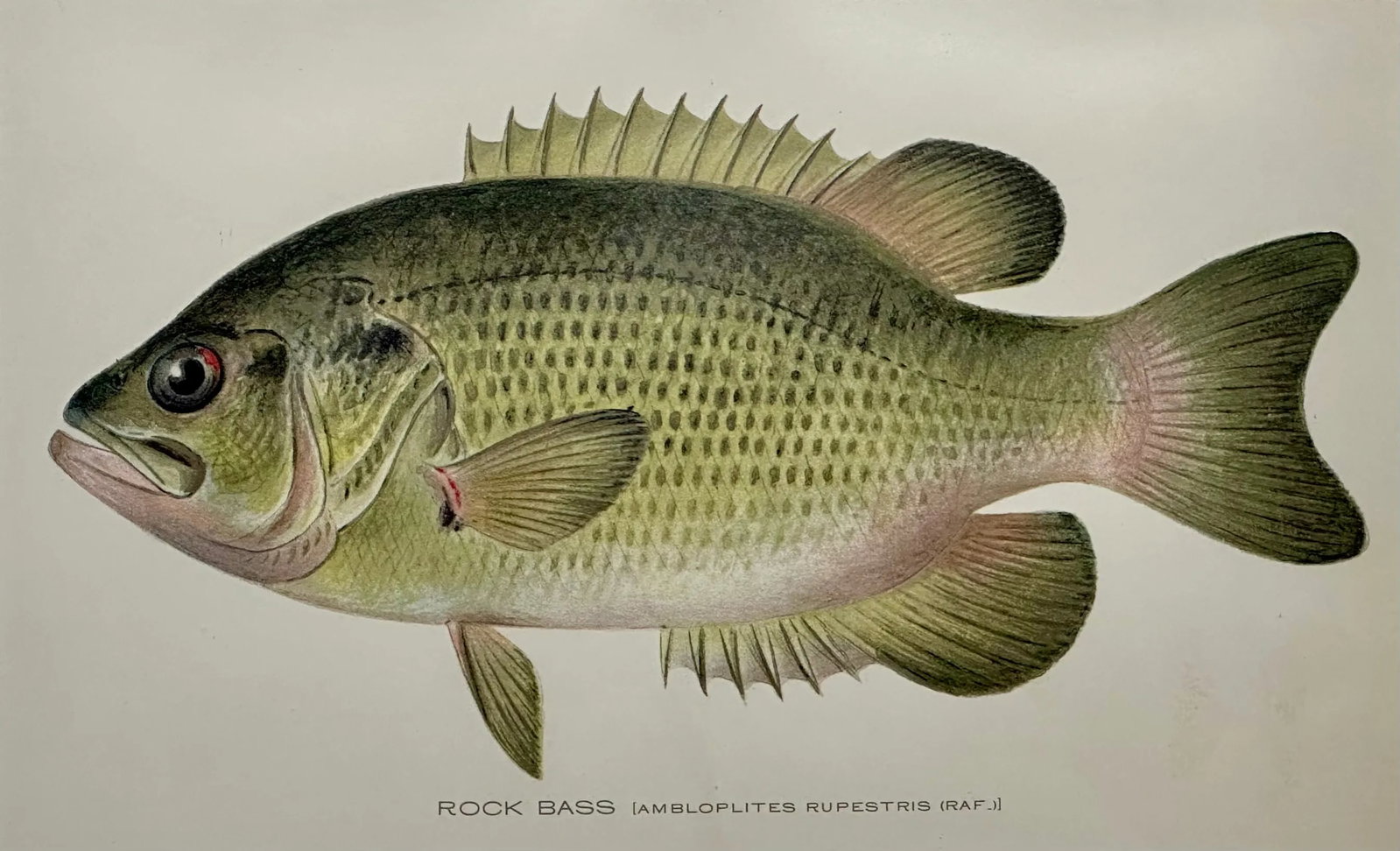 Rock Bass Fish, Original Framed Print by Denton, Circa 1903 - 2