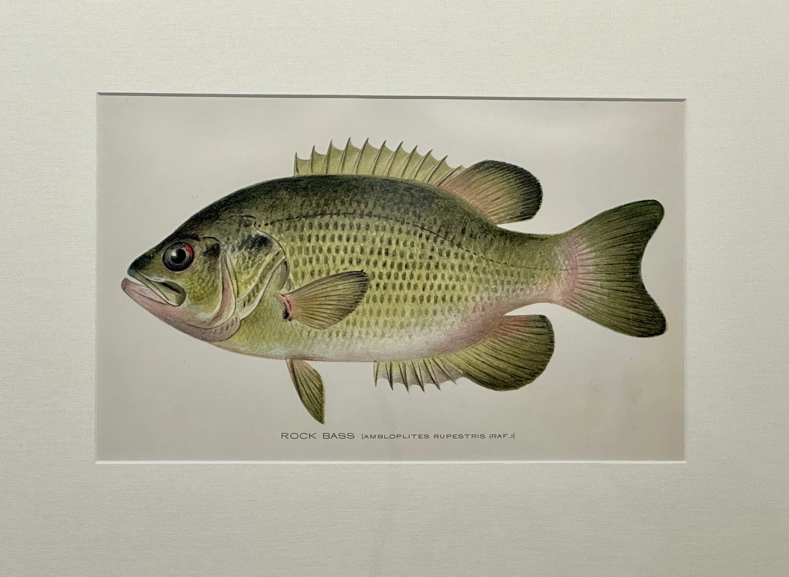 Rock Bass Fish, Original Framed Print by Denton, Circa 1903 - 3