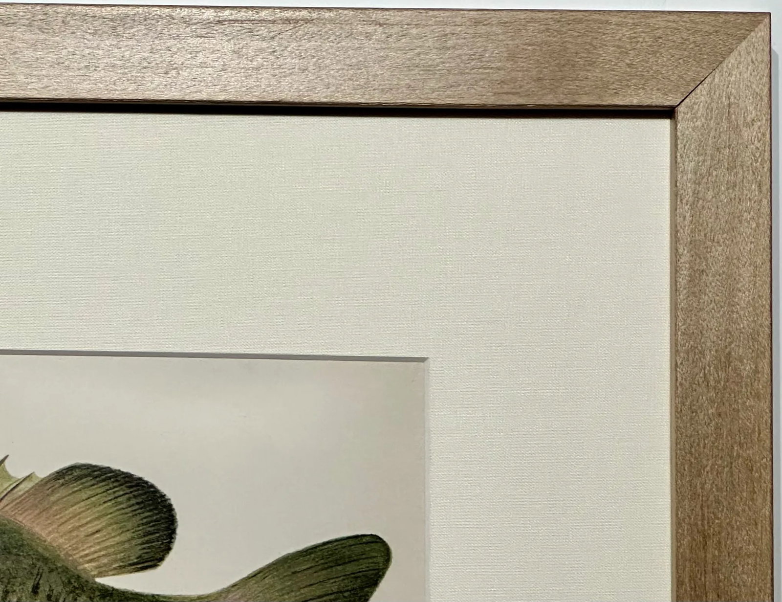 Rock Bass Fish, Original Framed Print by Denton, Circa 1903 - 4