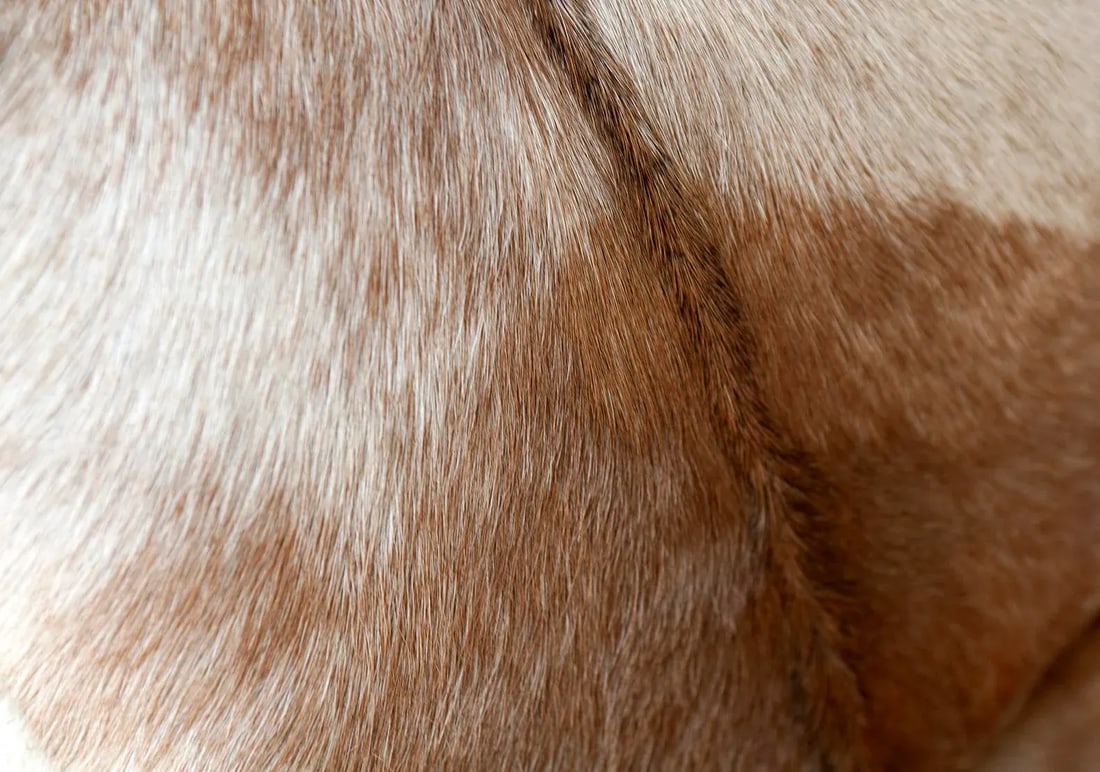Modern Handcrafted Chair from Indonesia With Goat Skin Upholstery - 10