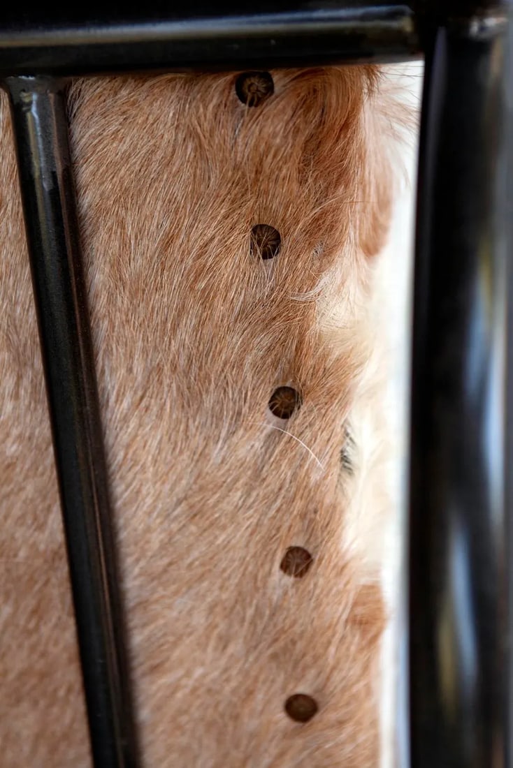 Modern Handcrafted Chair from Indonesia With Goat Skin Upholstery - 11