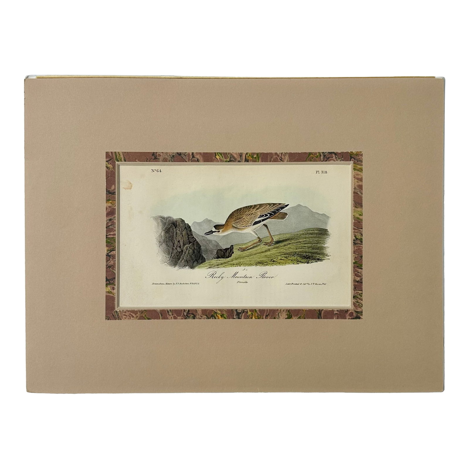 Rocky Mountain Plover by Audubon, 1842: 1st edition octavo lithograph of the Rocky Mountain Plover is from John James Audubon's the Birds of North America. The work was published in New York in 1854. Unframed and in a handmade french mat.