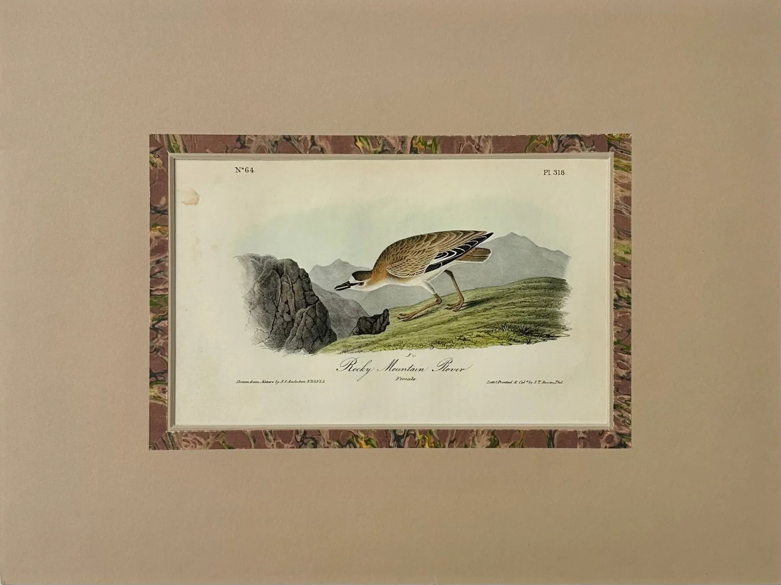 Rocky Mountain Plover by Audubon, 1842 - 2
