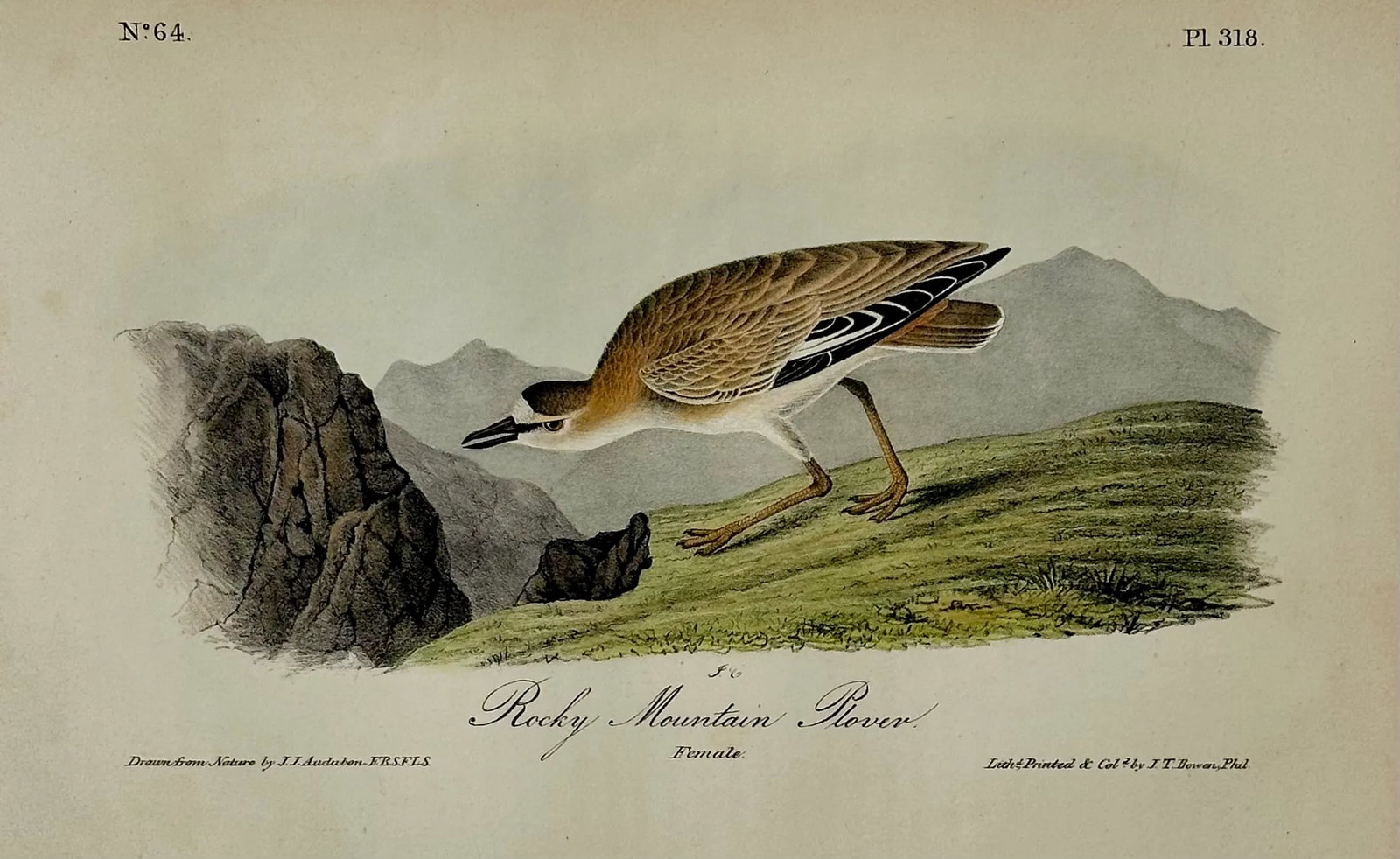 Rocky Mountain Plover by Audubon, 1842 - 3