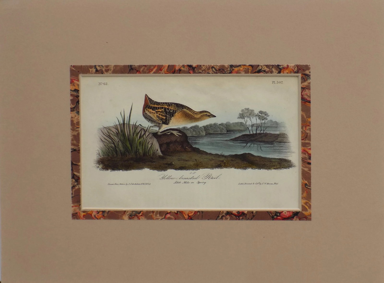 Audubon's Yellow-Breasted Rail Matted Lithograph Print: This is an original hand colored lithograph from Audubon's Bird's of America, 1st octavo edition, 1840. It is displayed in a French mat, unframed. Dimensions: 12 x 16" Please note: If you purchase mul