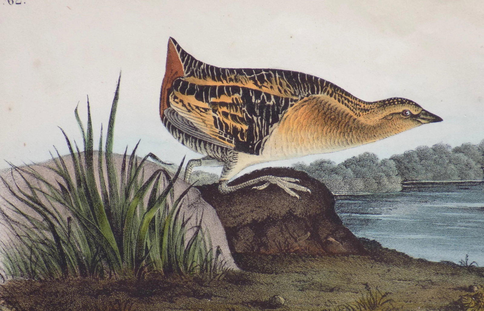 Audubon's Yellow-Breasted Rail Matted Lithograph Print - 3