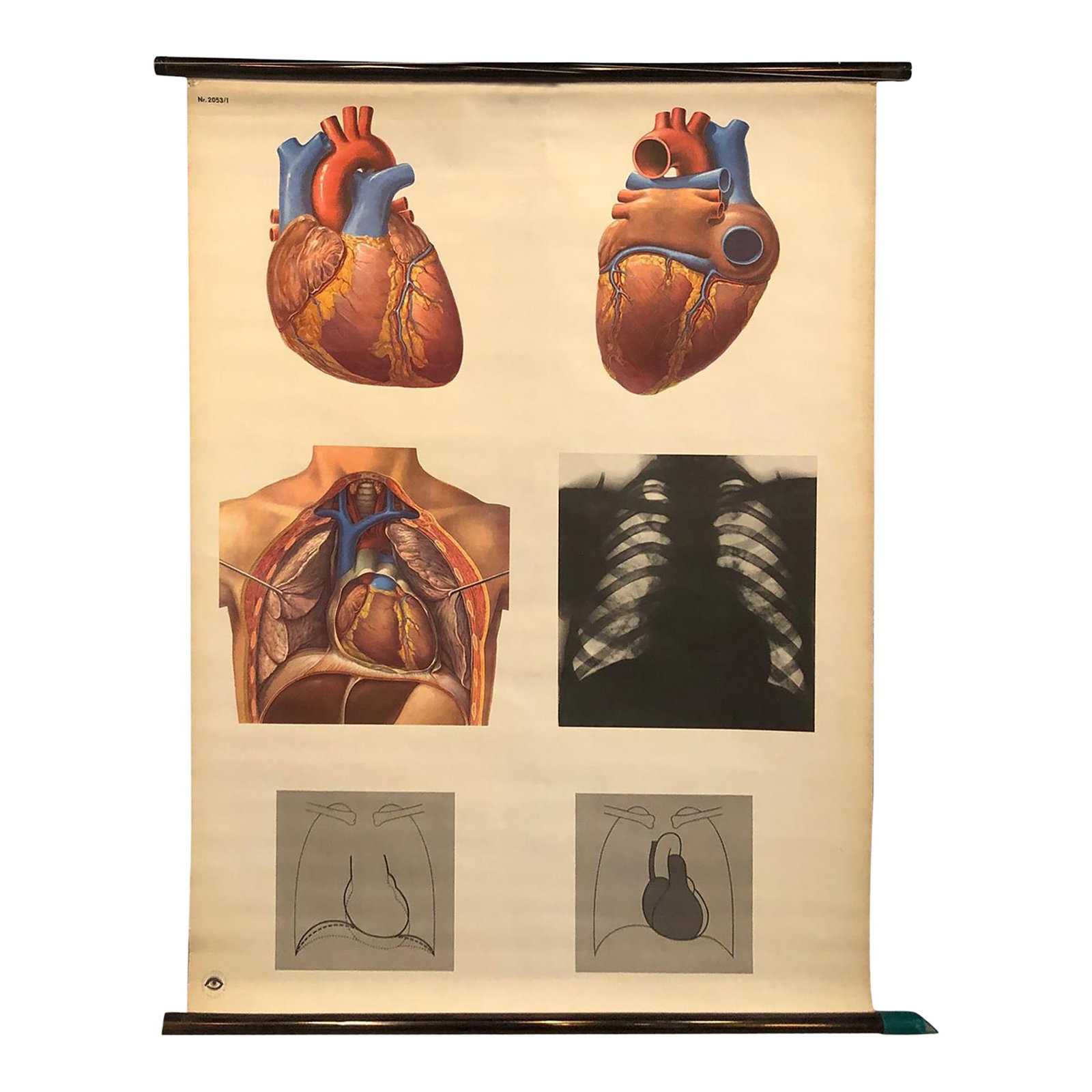 Mid 20th Century German Educational Heart Anatomy Rollup Chart: German, educational, anatomical, roll-up, chart depicting the heart, Das Herz from the Deutsches Hygiene Museum, Dresden is printed on canvas backed paper on copper colored hollow steel rods. Conditio