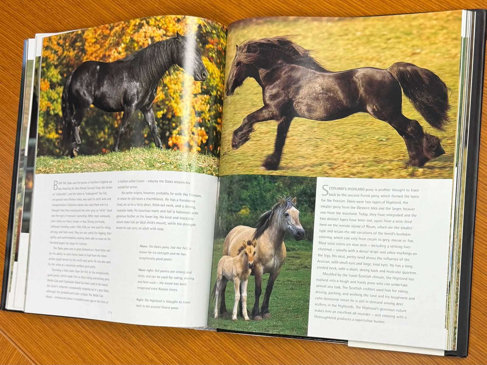 Spirit of the Horse Coffee Table Book Hardcover 2006 - 6