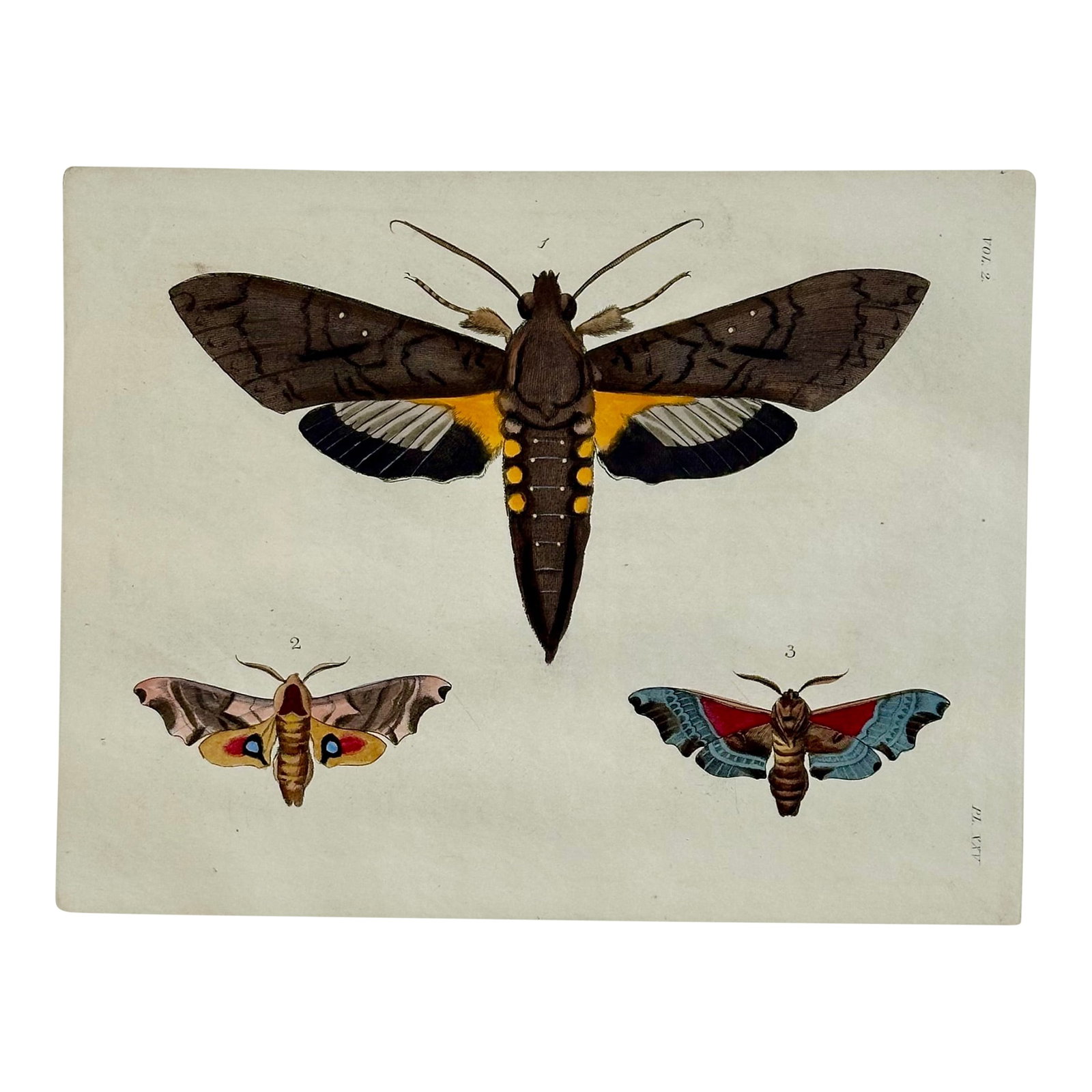 Sphinx Moths Original Engraving by Dru Drury, 1837 (1 of 3)