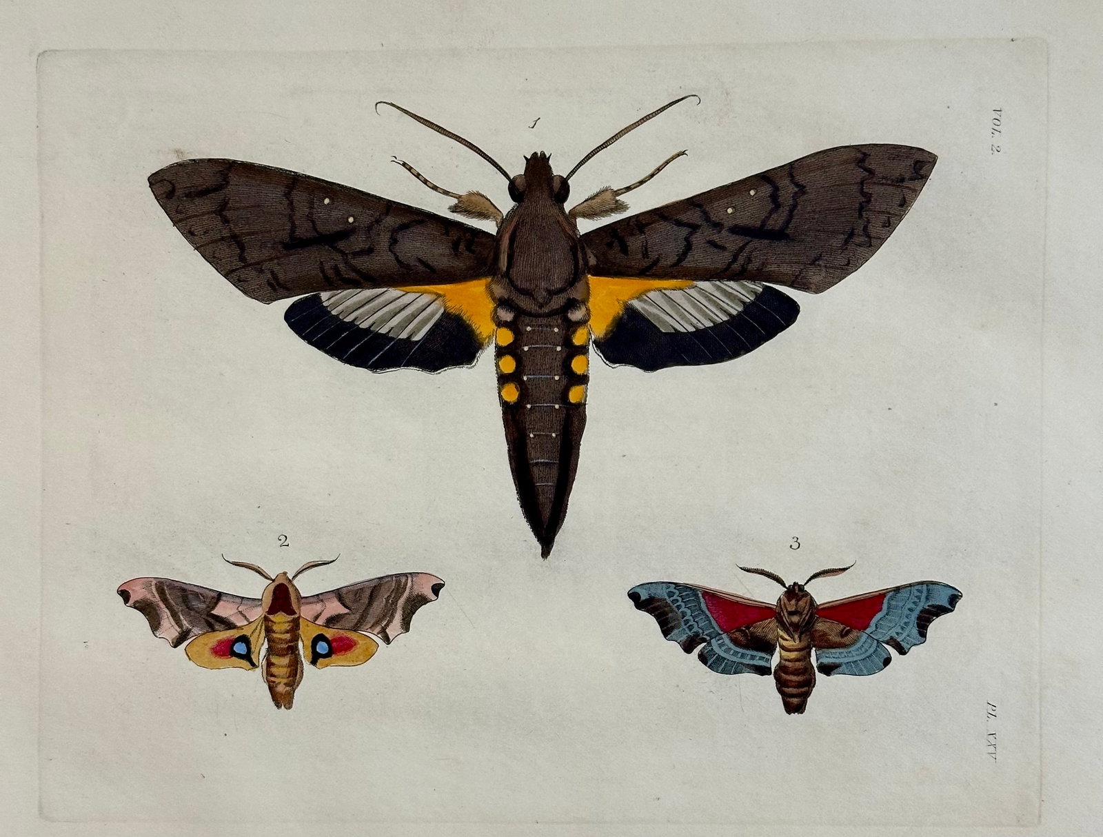 Sphinx Moths Original Engraving by Dru Drury, 1837 - 2