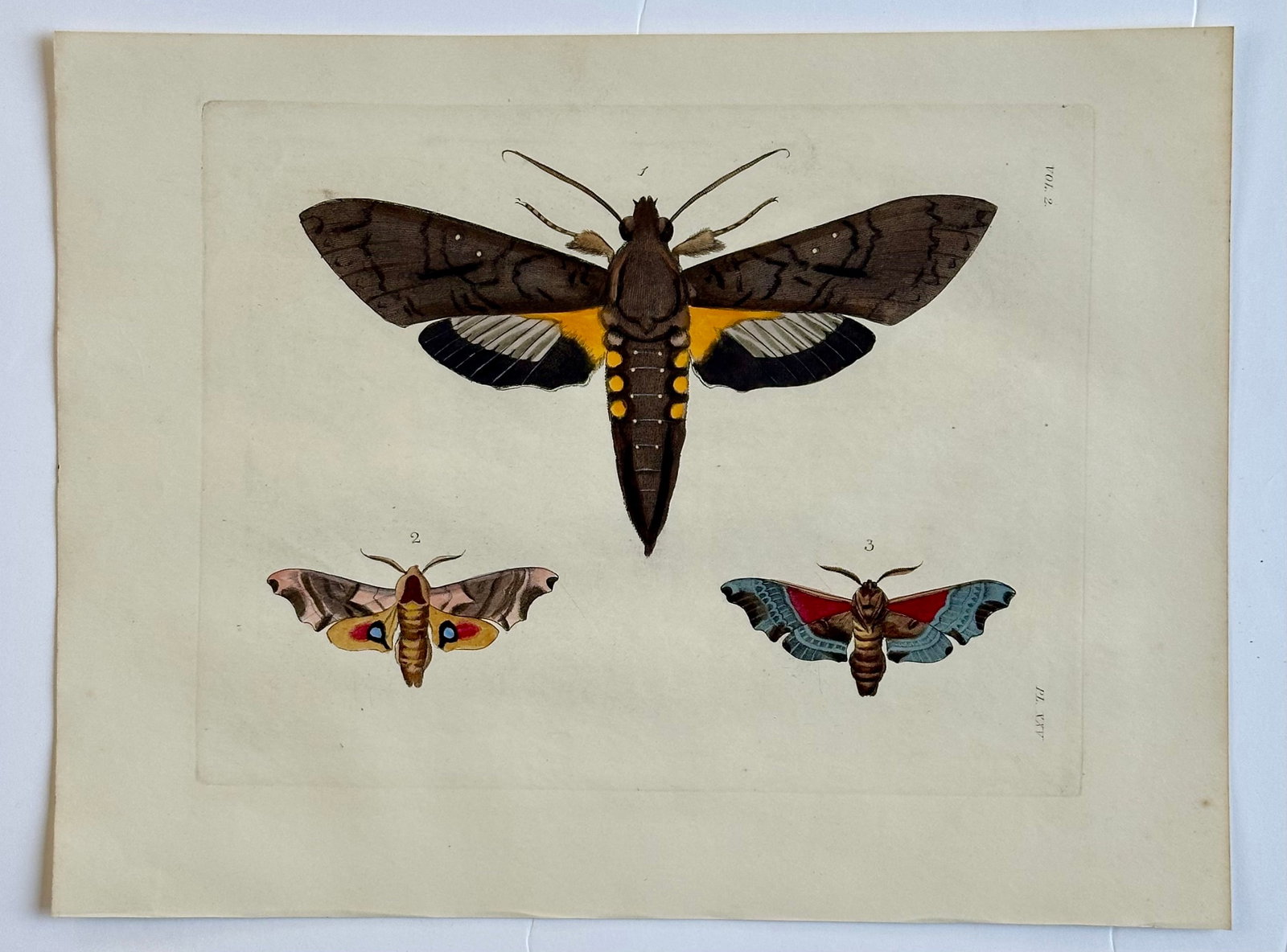 Sphinx Moths Original Engraving by Dru Drury, 1837 - 3