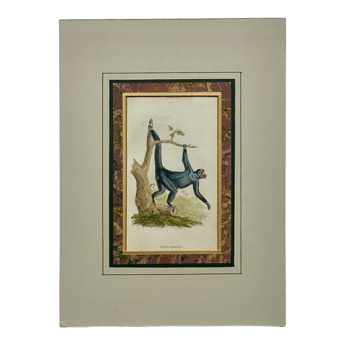 Spider Monkey Original Print, 1863: Original engraving of Guiana spider monkey (Ateles paniscus), also known as the red-faced spider monkey from Atlante Zoologico Popolare by Giovanni Boschi, circa 1863 in Italy. Unframed and offered