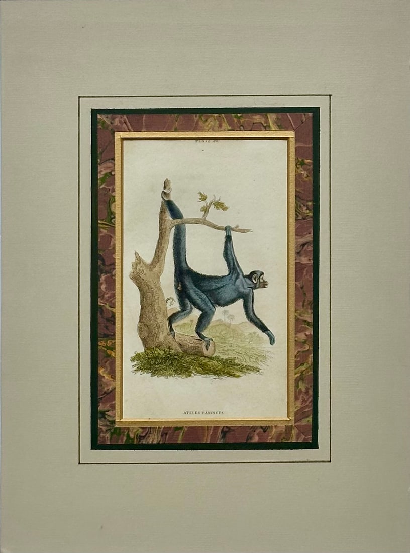 Spider Monkey Original Print, 1863 - 2