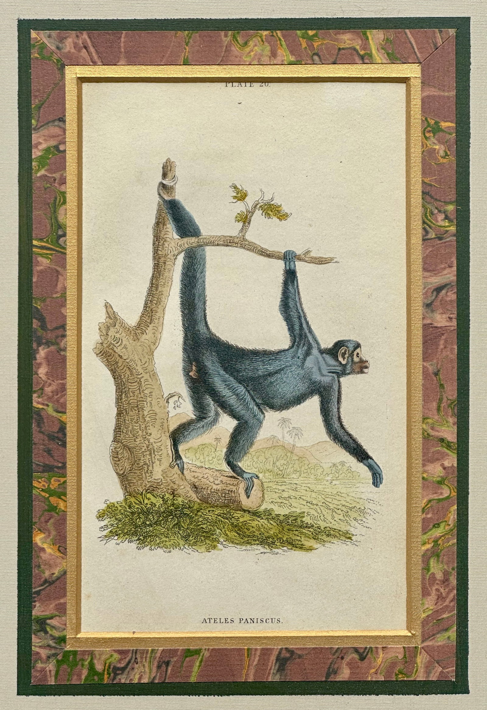 Spider Monkey Original Print, 1863 - 3
