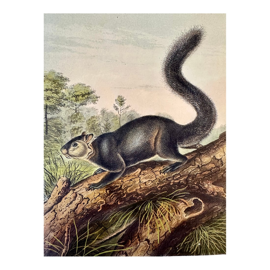 Dusky Squirrel by John James Audubon, 1st Edition Octavo, 1842: Original first edition octavo lithograph from John James Audubon's Quadrupeds of North America, published in 1854, New York. Beautiful Dusky Squirrel climbing a tree branch. Quadrupeds was Audubon's f