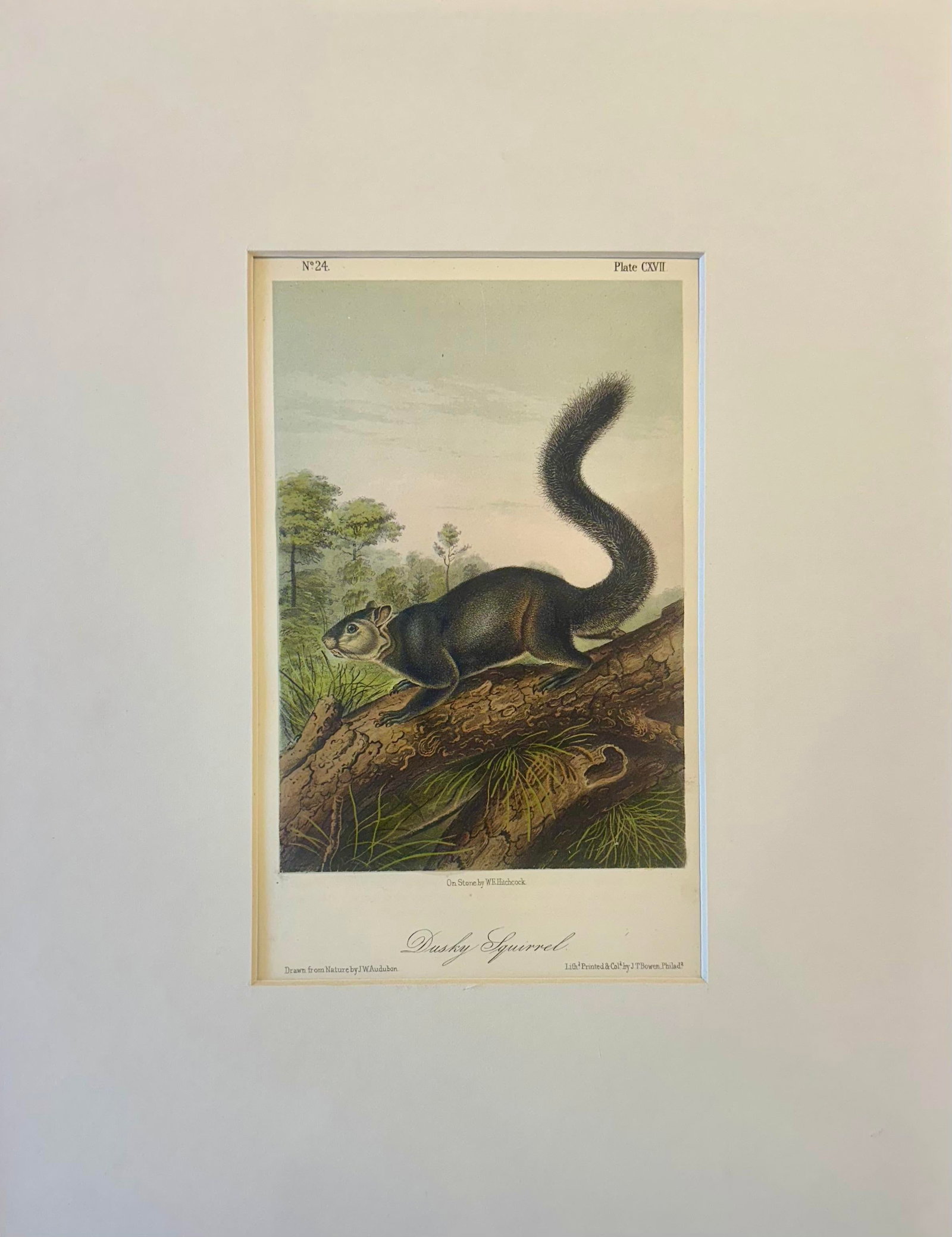 Dusky Squirrel by John James Audubon, 1st Edition Octavo, 1842 - 2