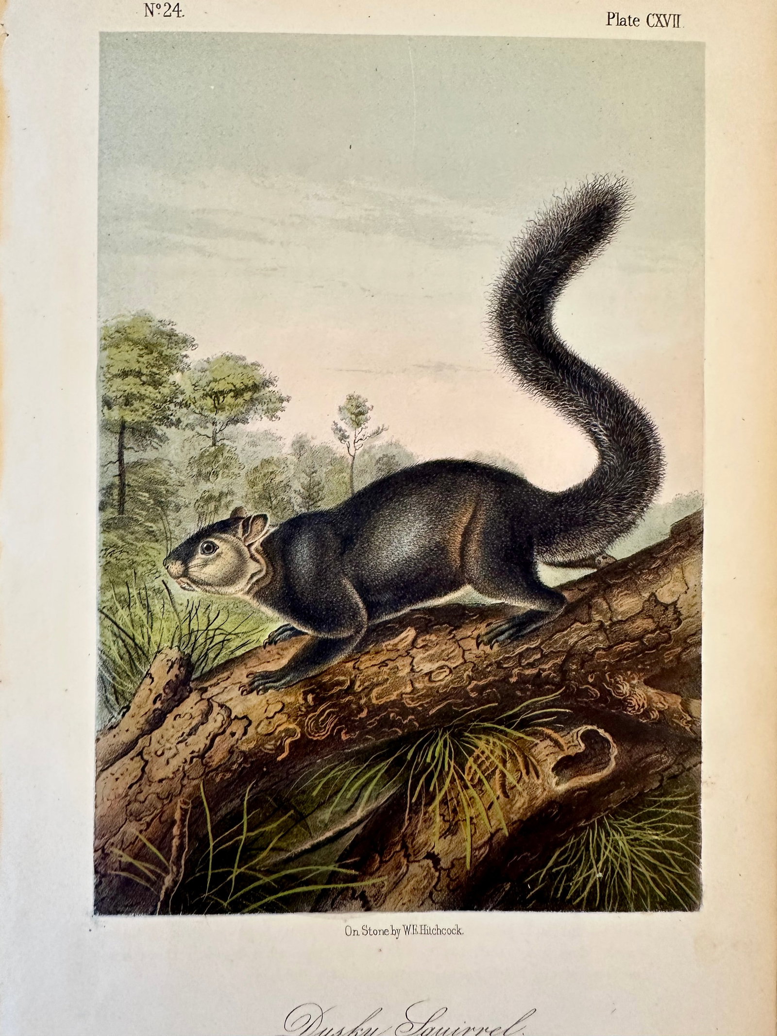 Dusky Squirrel by John James Audubon, 1st Edition Octavo, 1842 - 3
