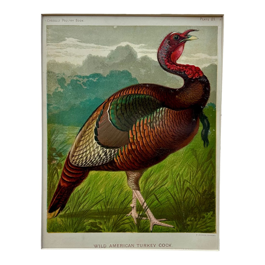 Wild American Turkey Cock Original Chromolithograph Print, 1890: Original chromolithograph from Cassell's Poultry Book, 1890, featuring beautifully illustrated prize-winning chicken breeds. Dimensions: 8 1/4" x 10 3/4". Please note: If you purchase multiple items, 