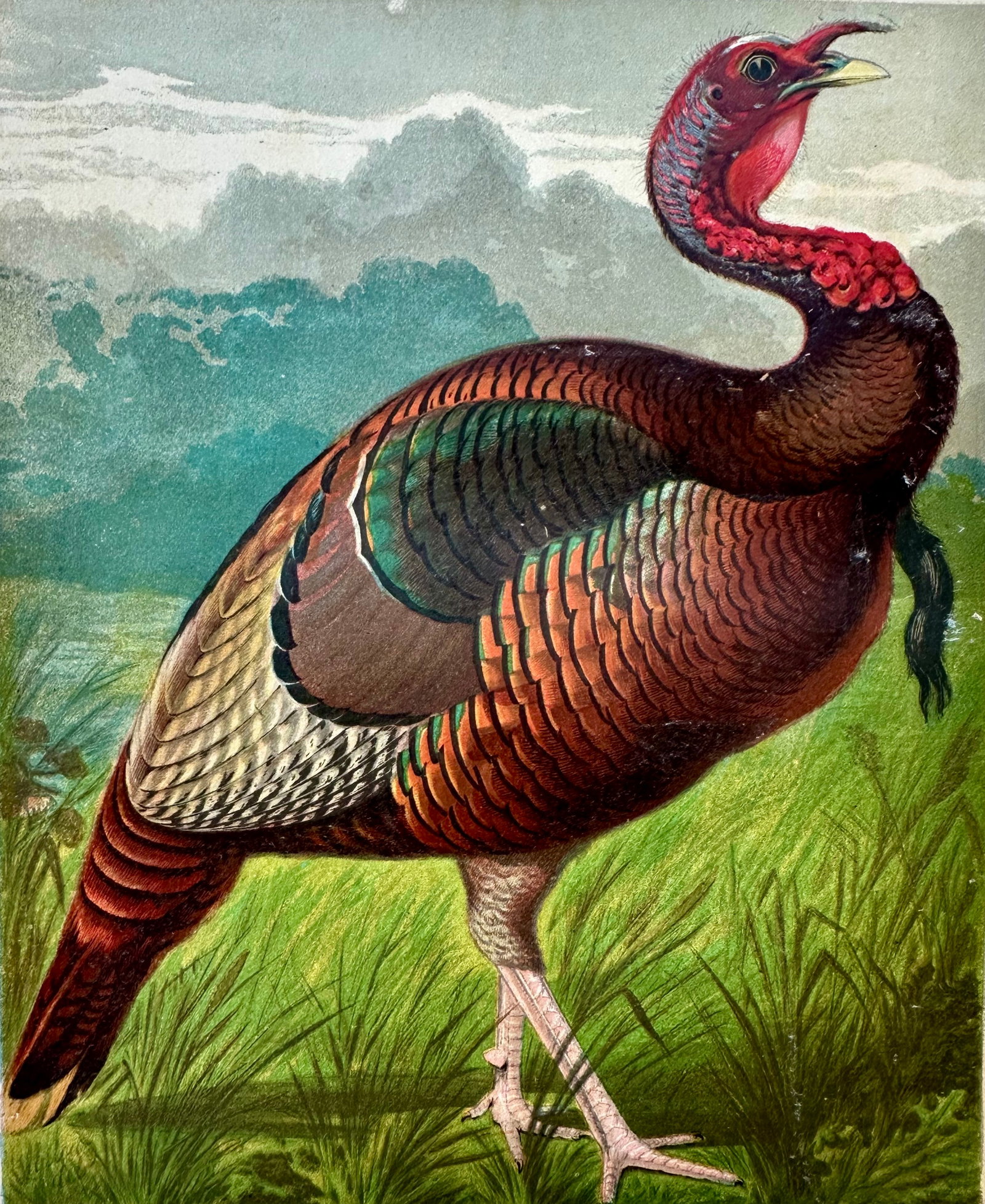 Wild American Turkey Cock Original Chromolithograph Print, 1890 - 2