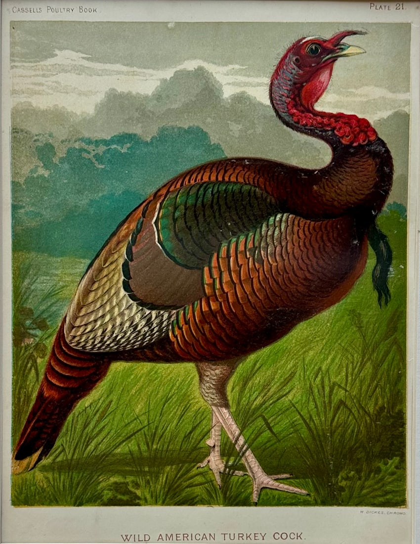 Wild American Turkey Cock Original Chromolithograph Print, 1890 - 3
