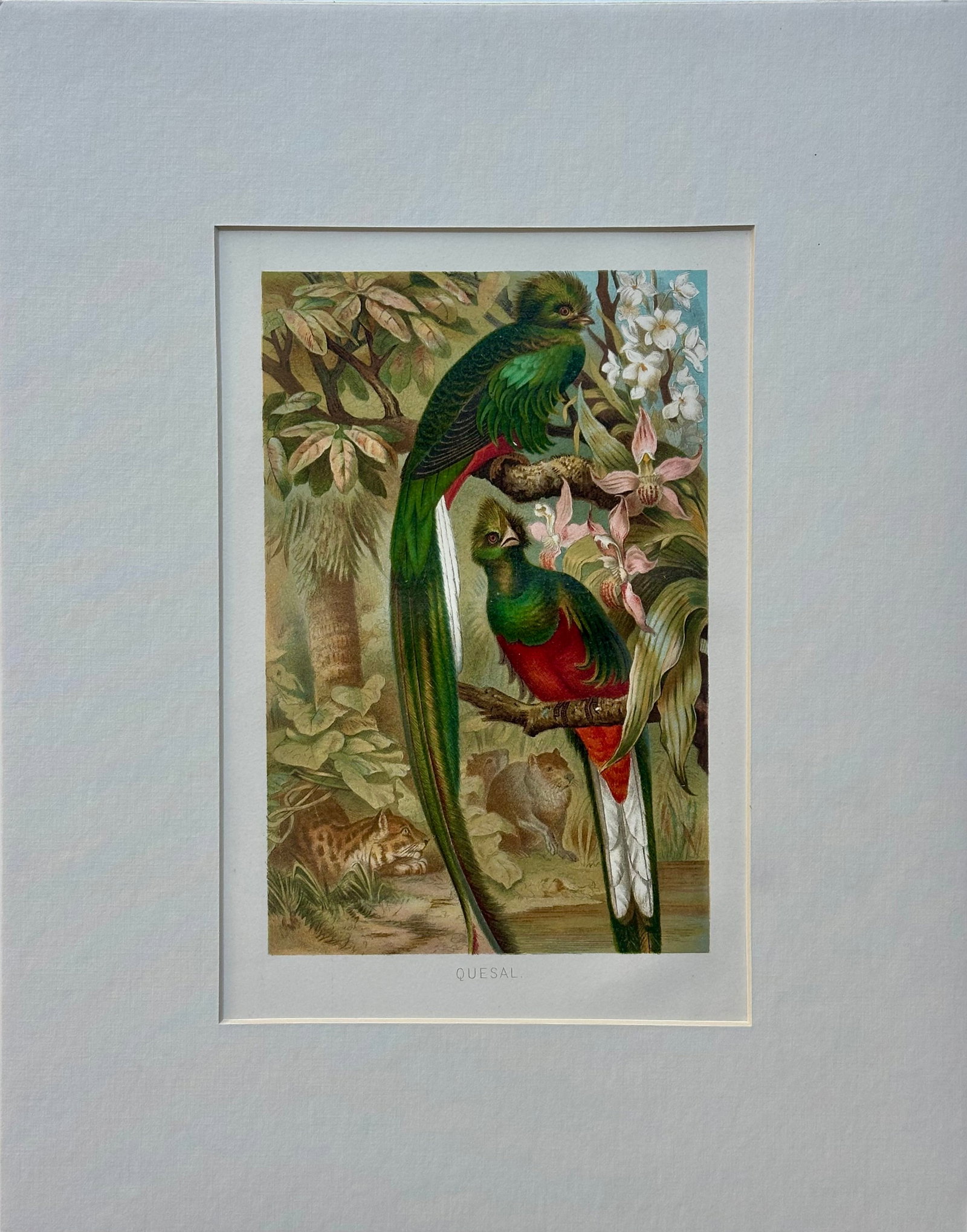 "Quesal" (Quetzal) Bird Chromolithograph, C. 1890s Natural History Print: Original chromolithograph print titled "Quesal", depicting a pair of resplendent quetzals perched among orchids in a lush tropical landscape. This striking late-19th-century natural history plate