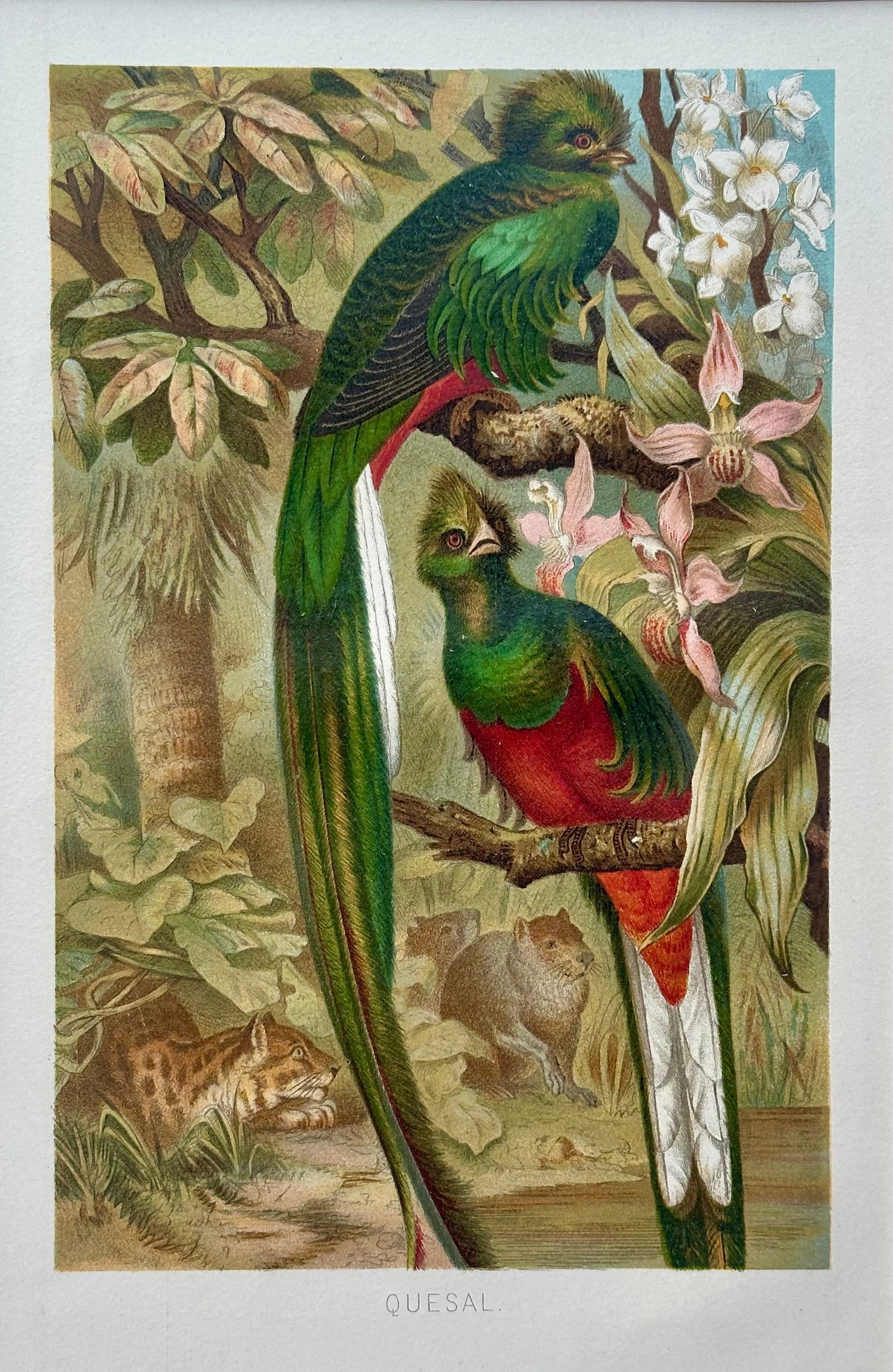 "Quesal" (Quetzal) Bird Chromolithograph, C. 1890s Natural History Print - 2
