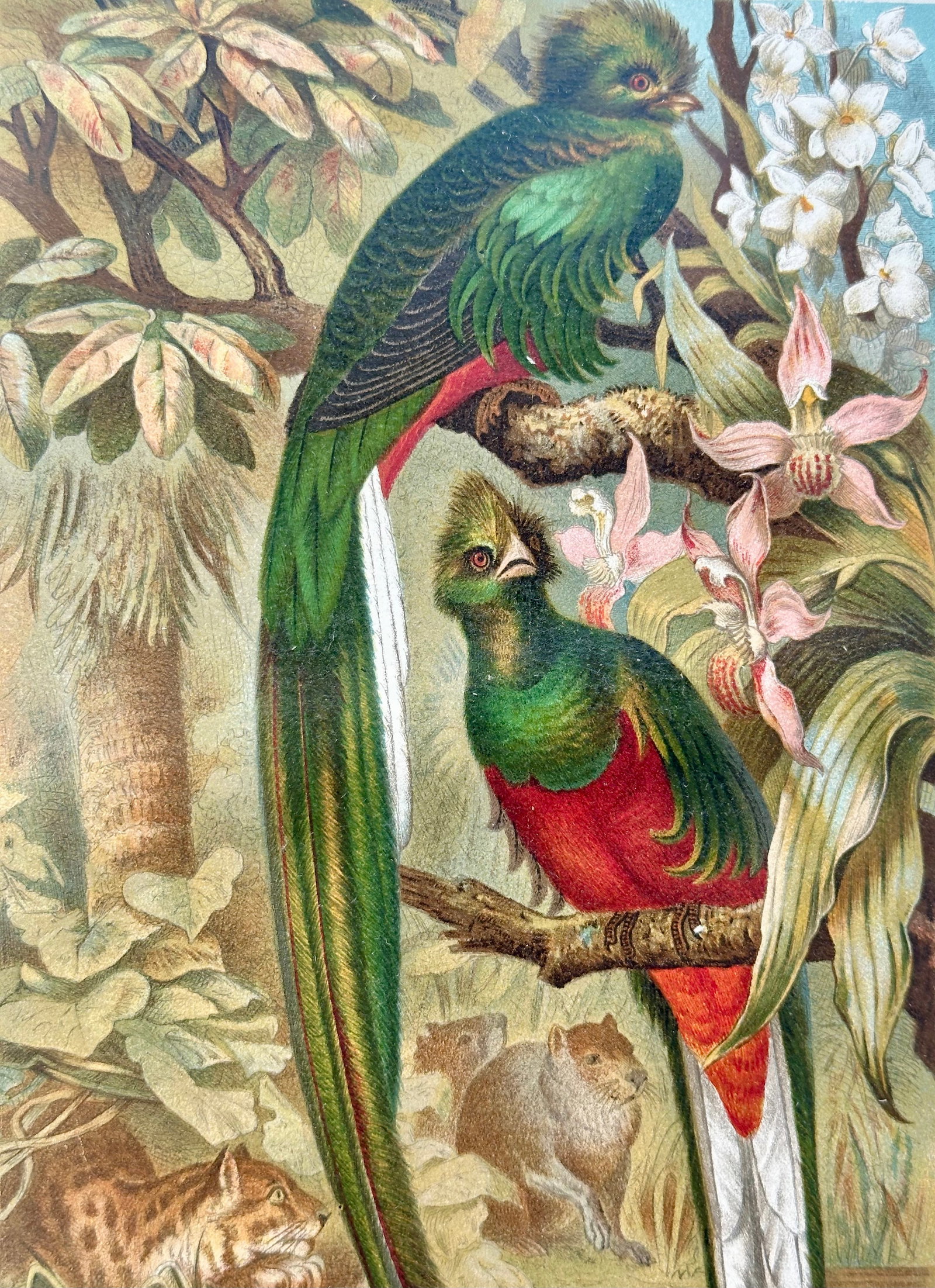 "Quesal" (Quetzal) Bird Chromolithograph, C. 1890s Natural History Print - 3