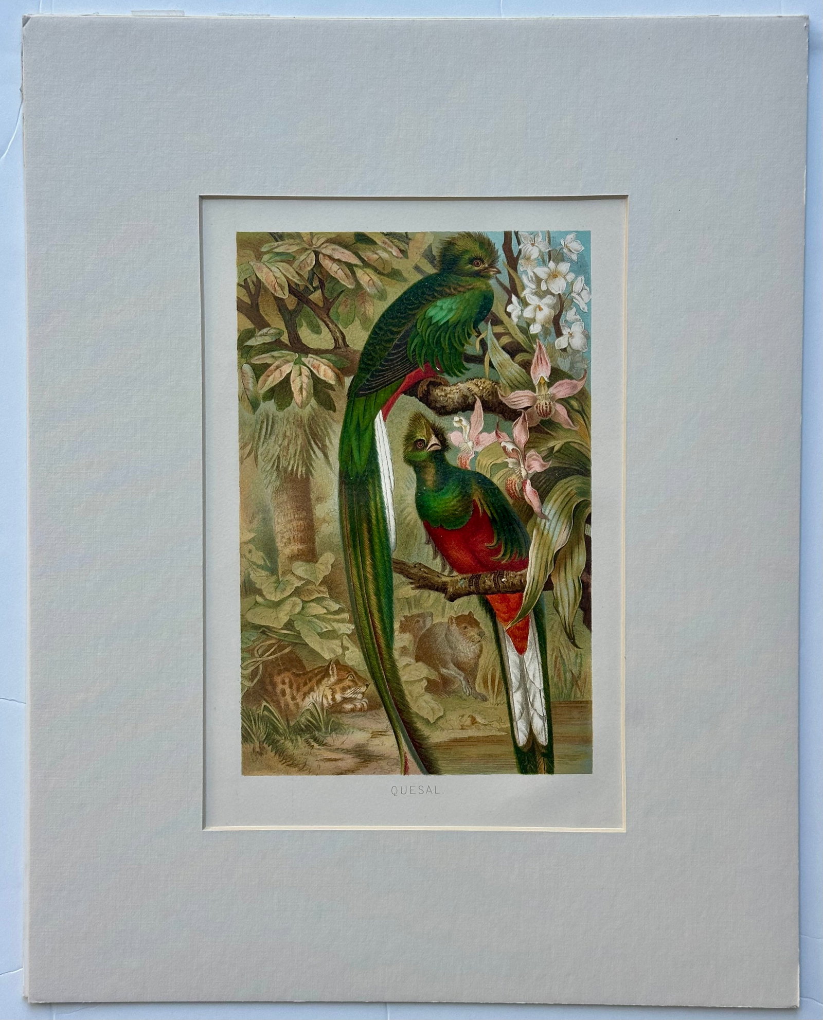 "Quesal" (Quetzal) Bird Chromolithograph, C. 1890s Natural History Print - 4