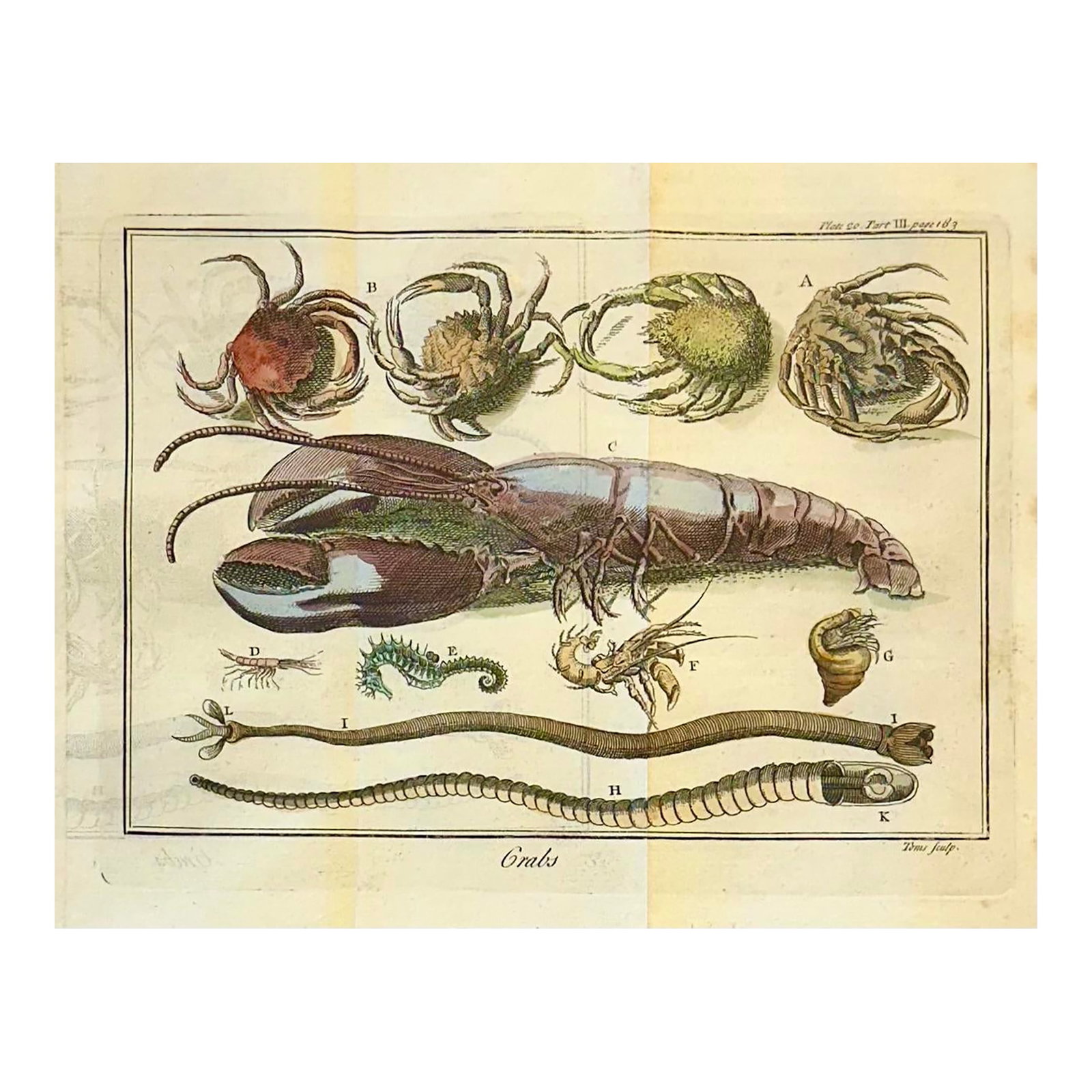 Lobster, Seahorse & Crab Original Engraving Le Spectacle De La Nature, Paris, 1741: Rare original copperplate engraving with original hand color, the engraving retains the authentic character collectors appreciate, including visible center folds and gentle age toning. Published in th