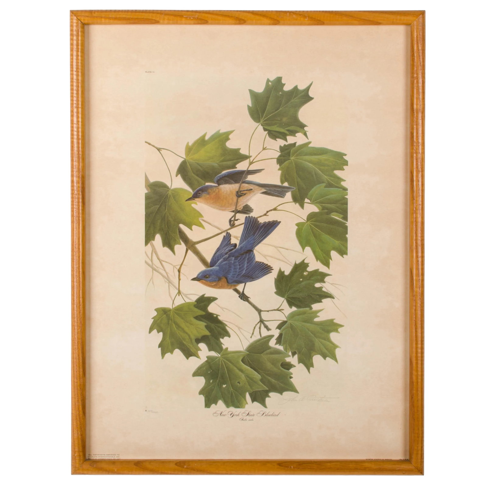 John Ruthven New York State Bluebird Print: John Ruthven signed limited edition print New York State Bluebird Offered is a framed print entitled New York State Bluebird by John Ruthven. The print is a limited edition published by Wildlife Inter
