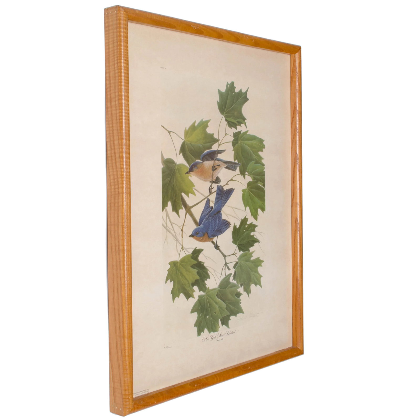 John Ruthven New York State Bluebird Print - 2
