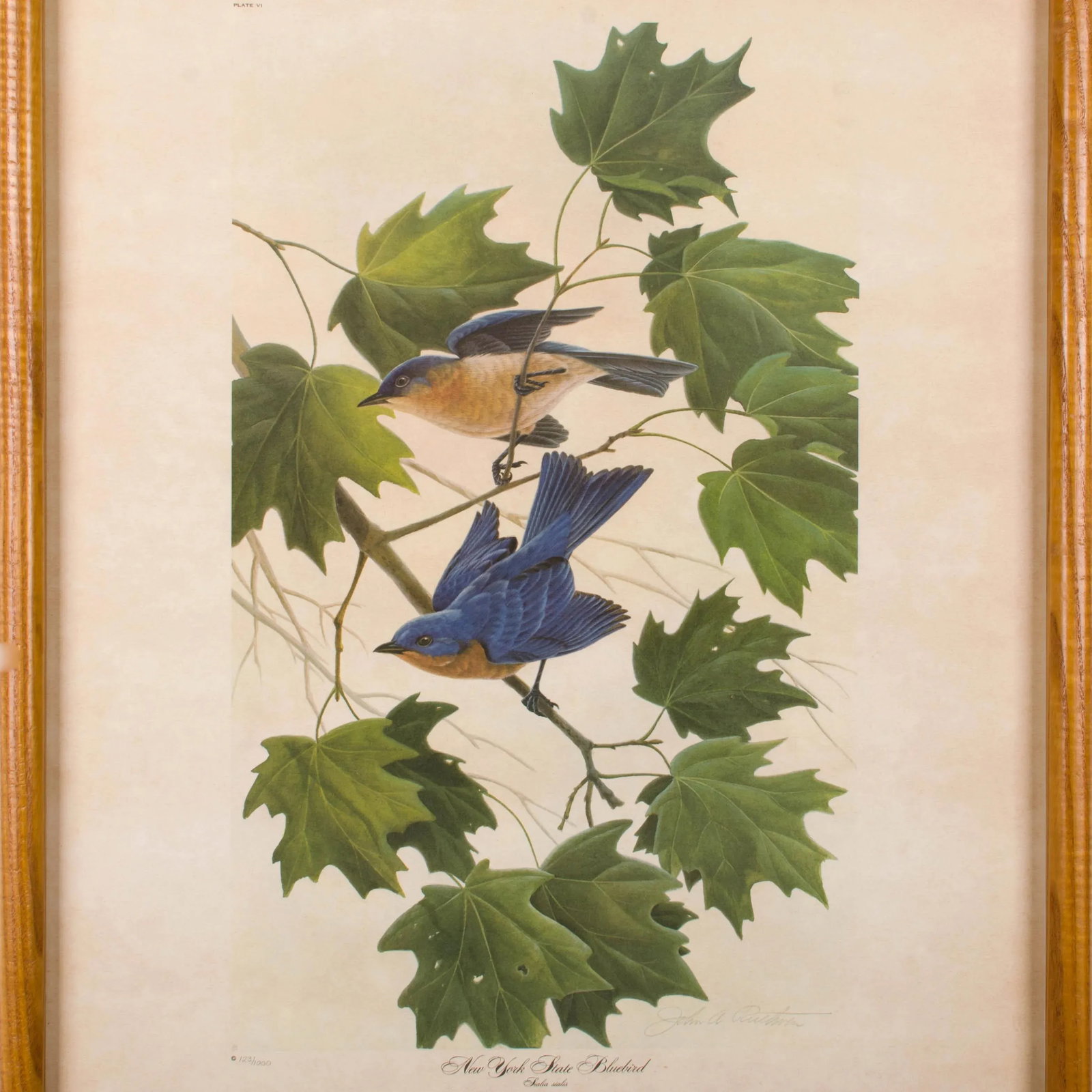 John Ruthven New York State Bluebird Print - 3