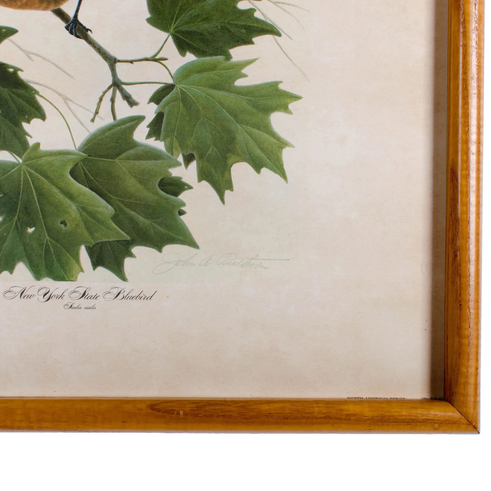 John Ruthven New York State Bluebird Print - 6